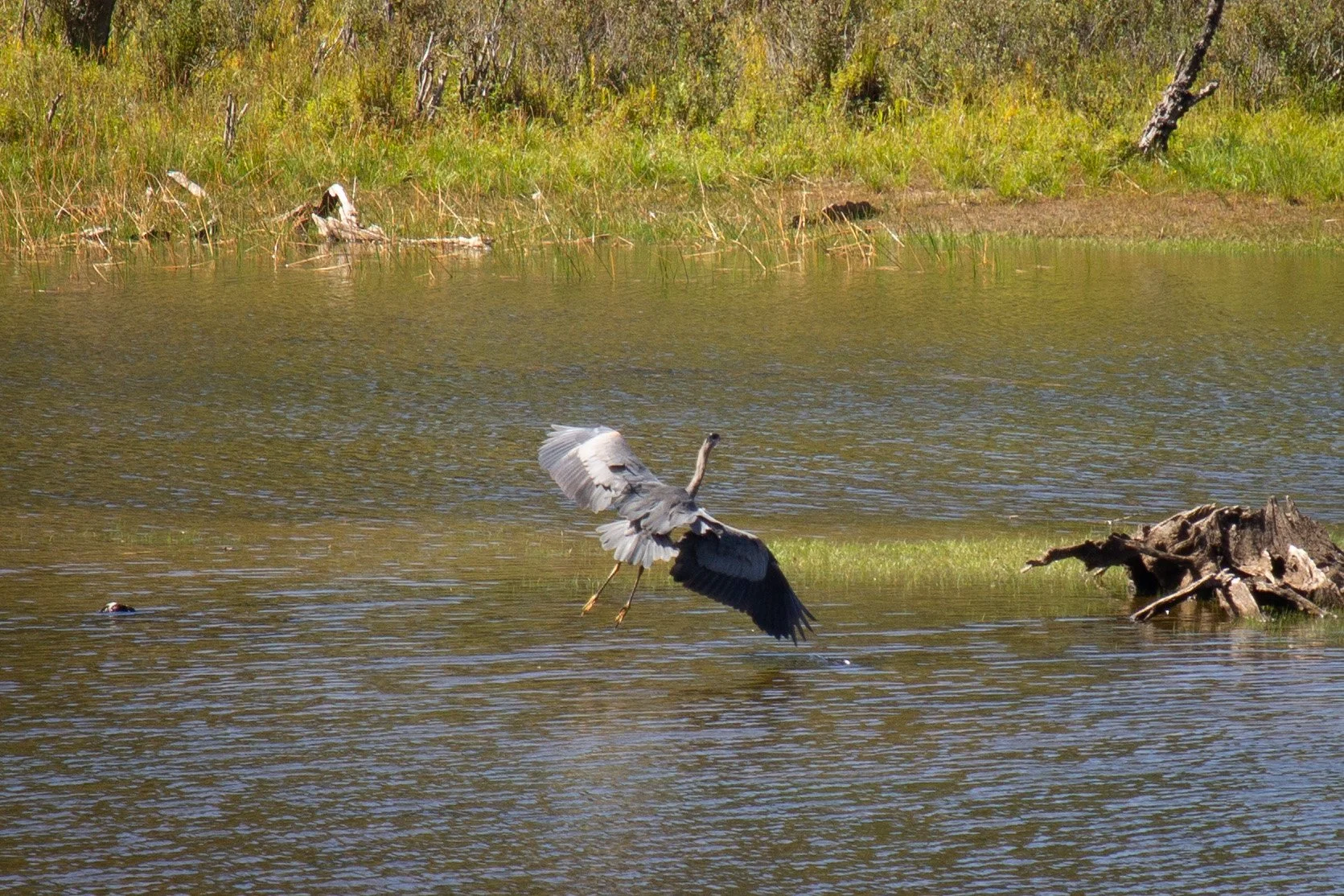 Great blue heron flying over wetland
