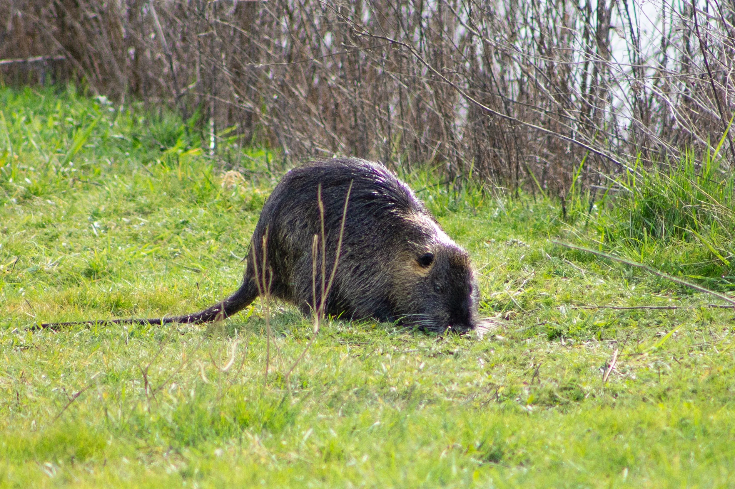 Large nutria eating on grassy trail