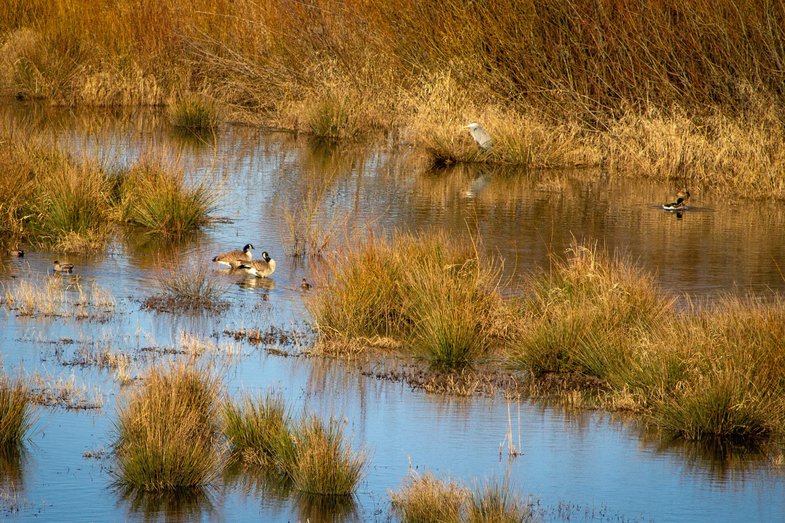 Birds in wetland
