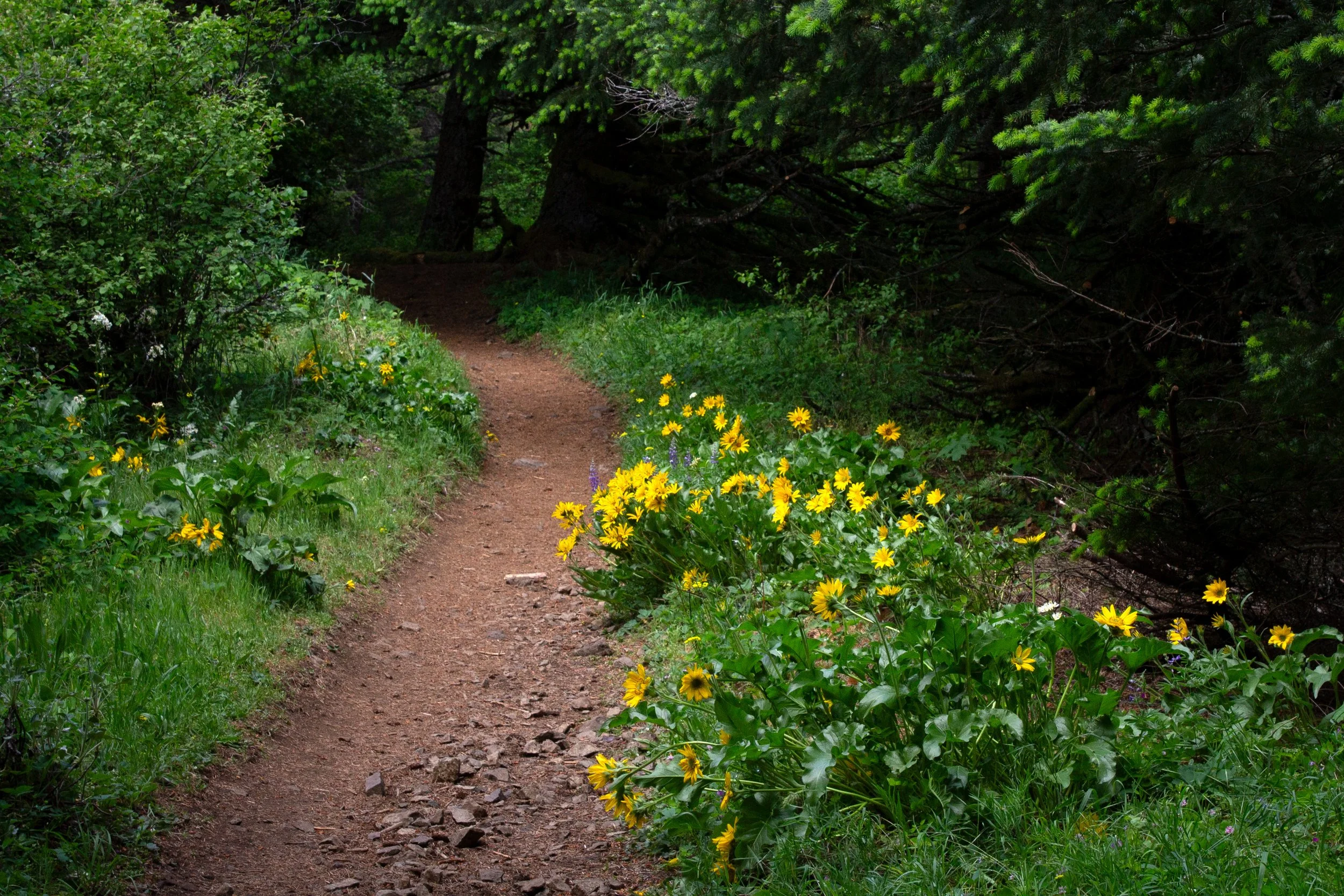 Balsamroot blooms in the forest