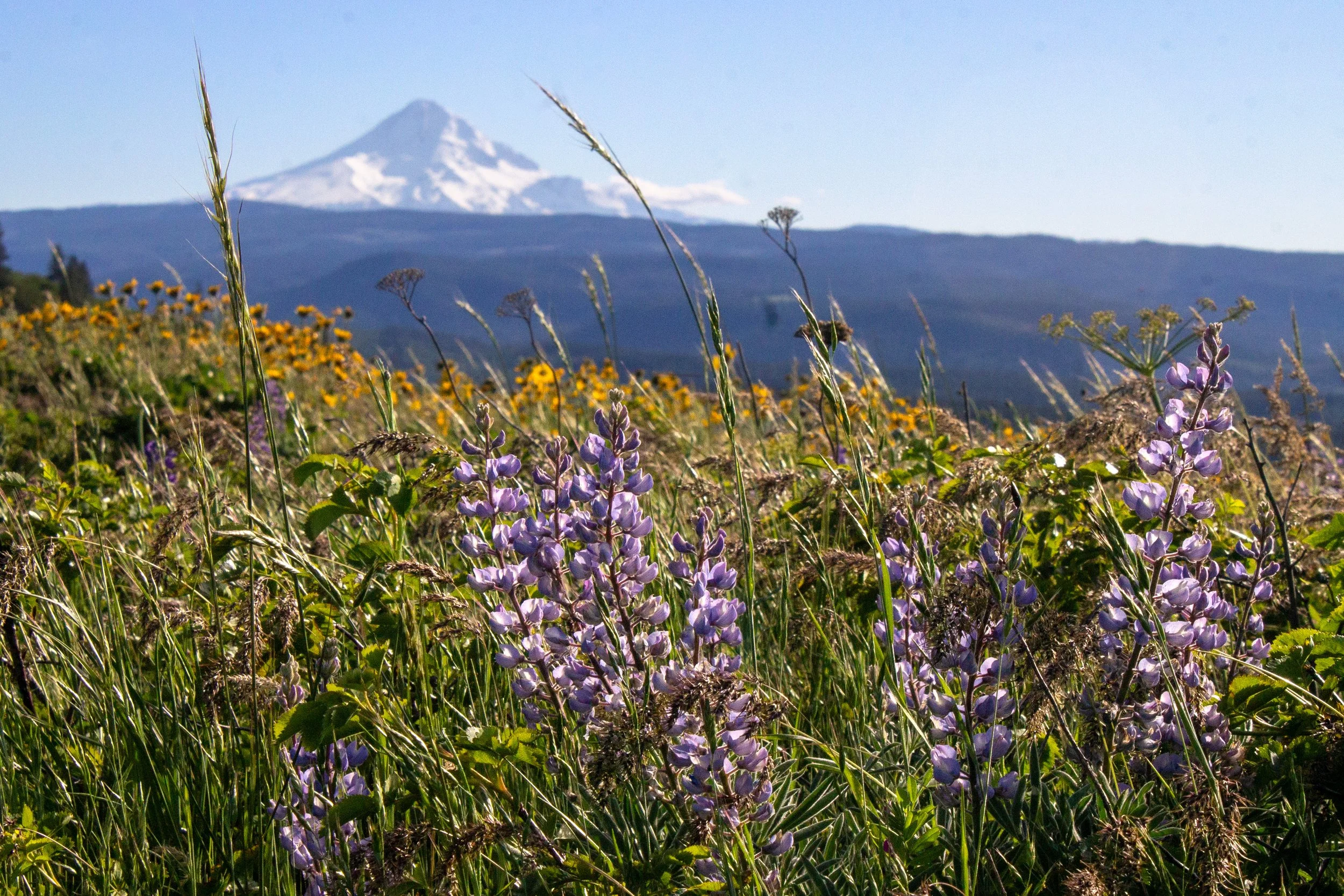 Mount Hood behind field