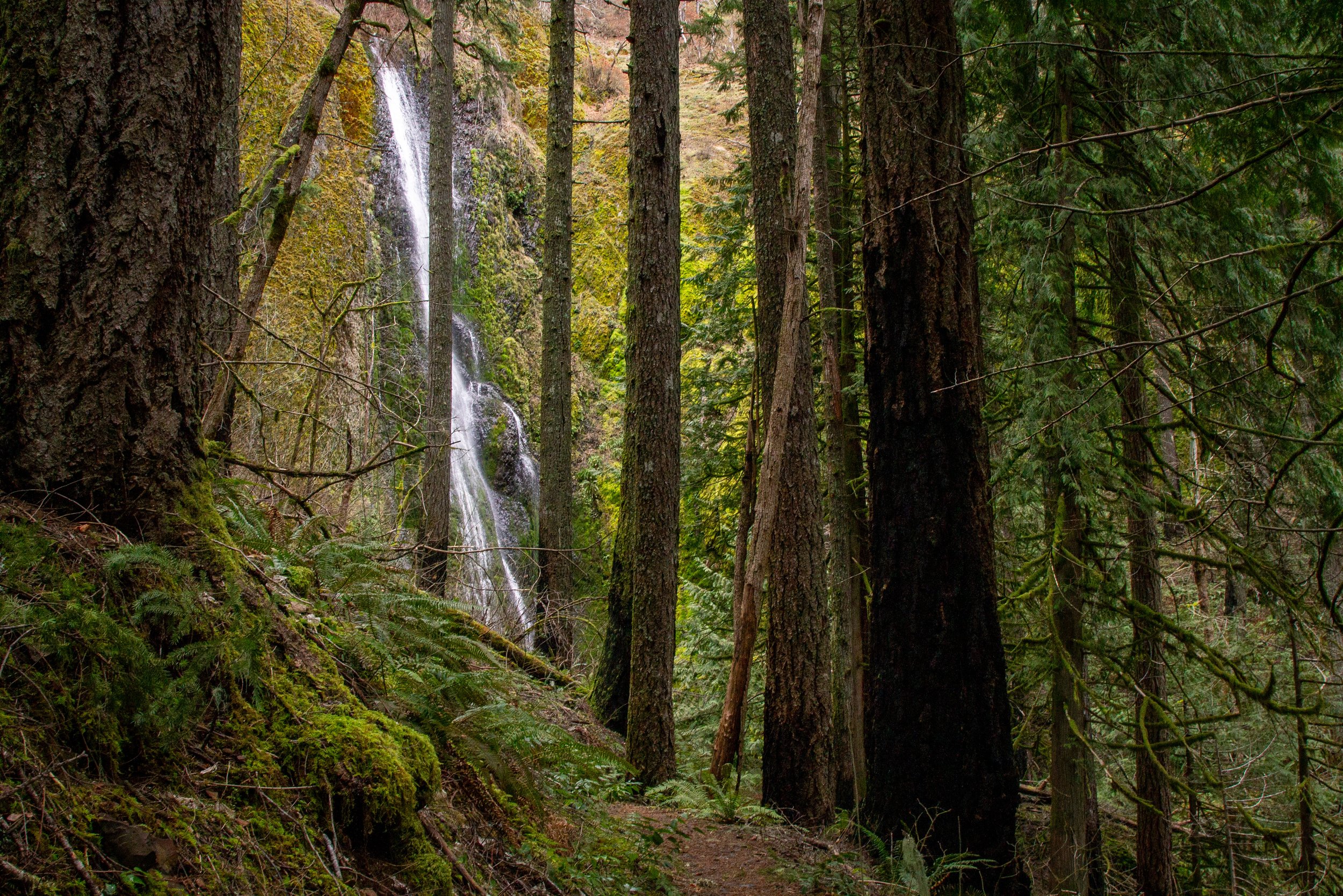 Small waterfall on forested hiking trail