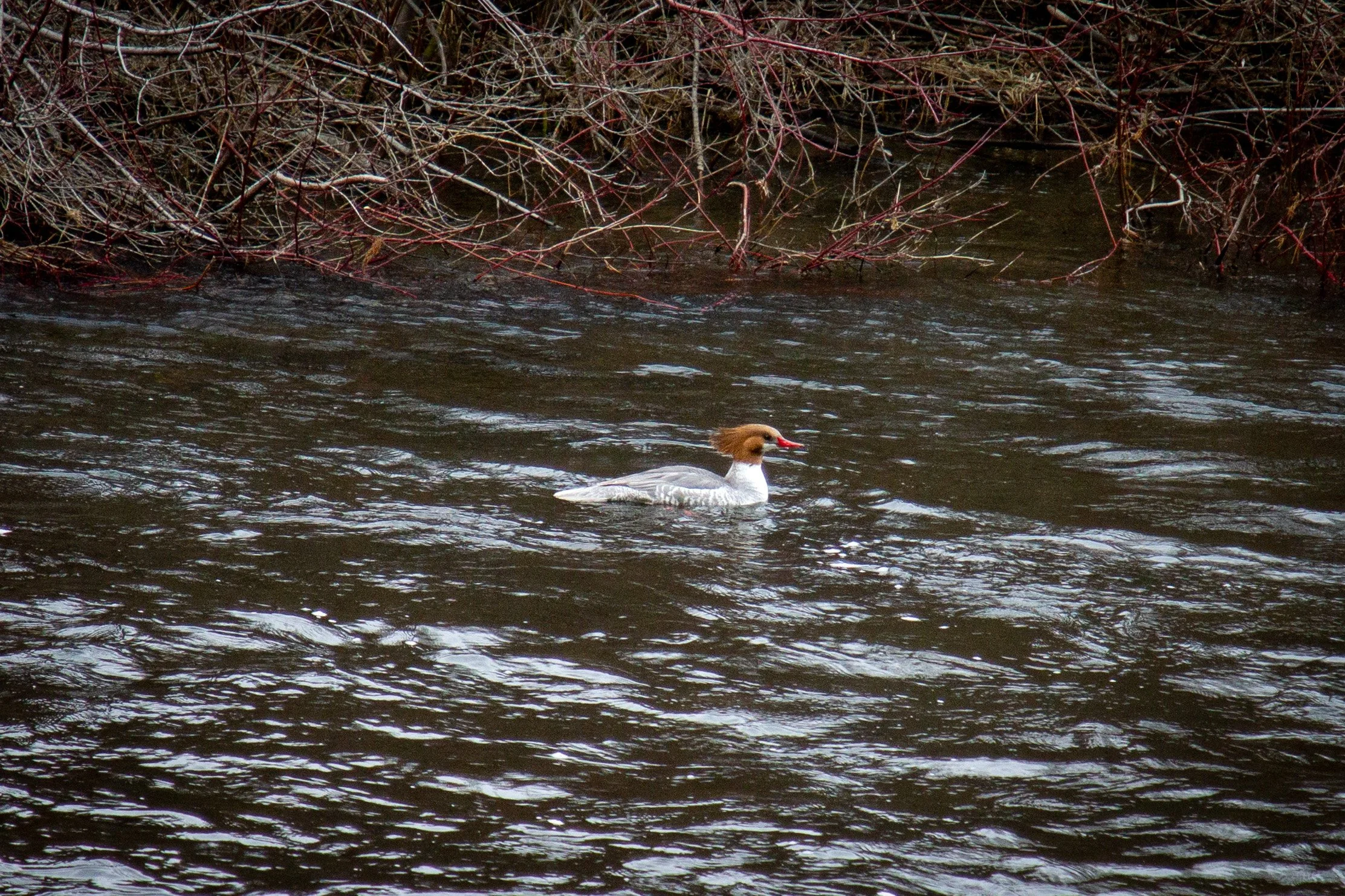 Female common merganser on water