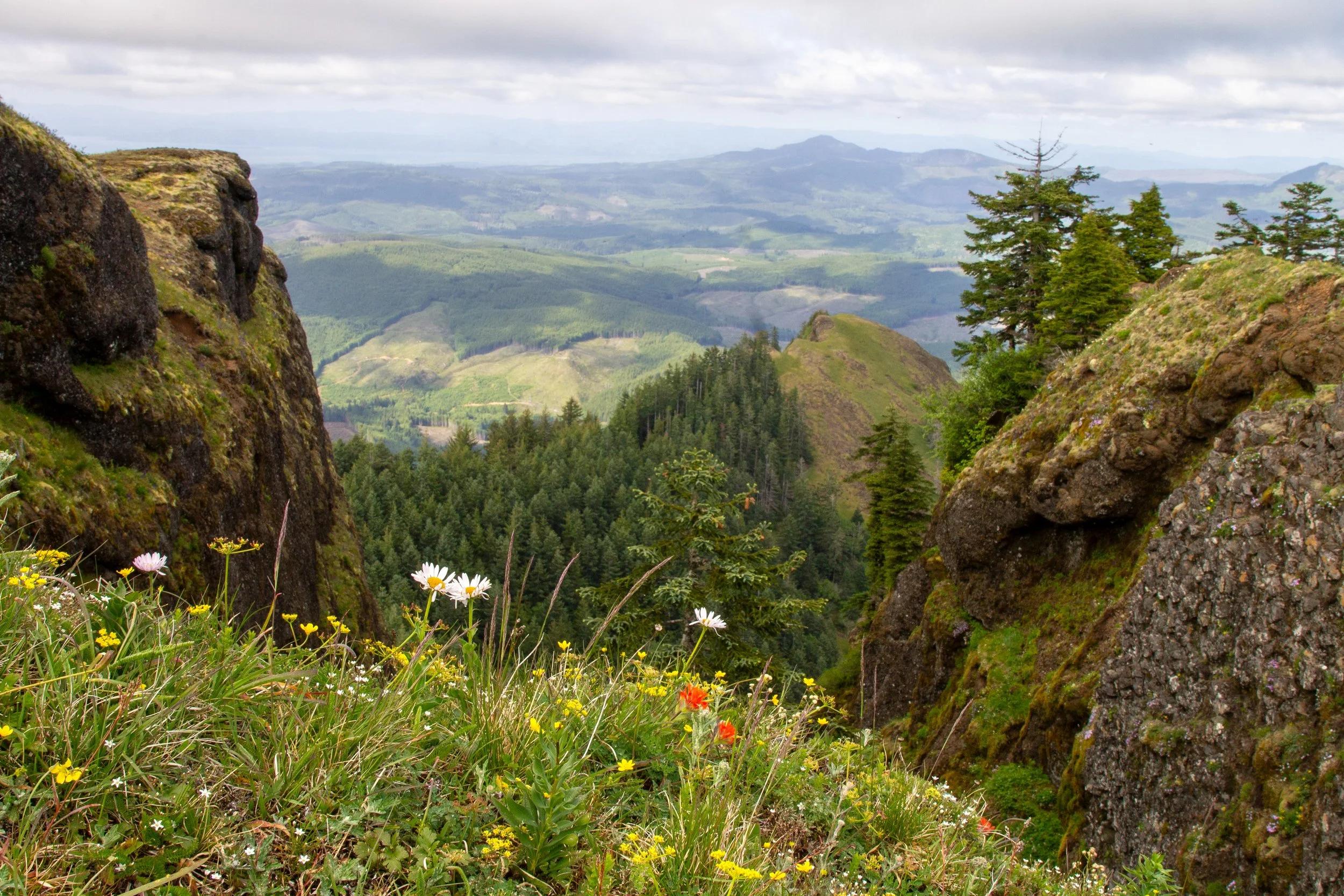 Wildflowers on Saddle Mountain near summit