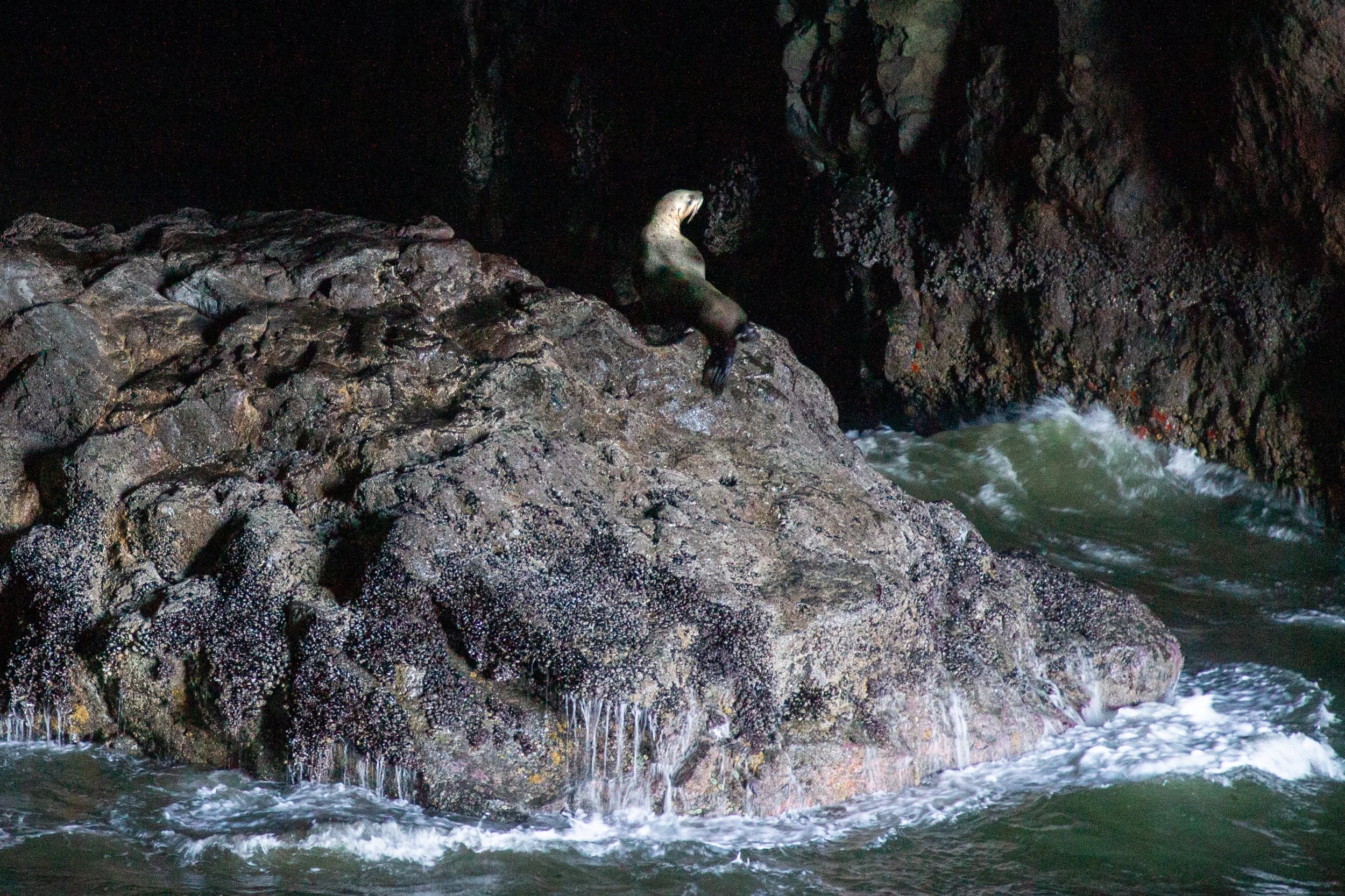 Sea lion perches on rock in sea cave