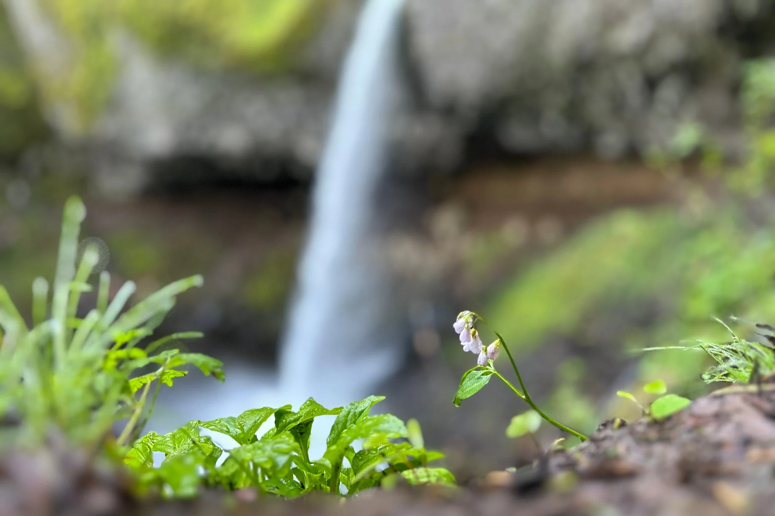 20 Best Waterfall Hikes Near Portland — Pines and Vines