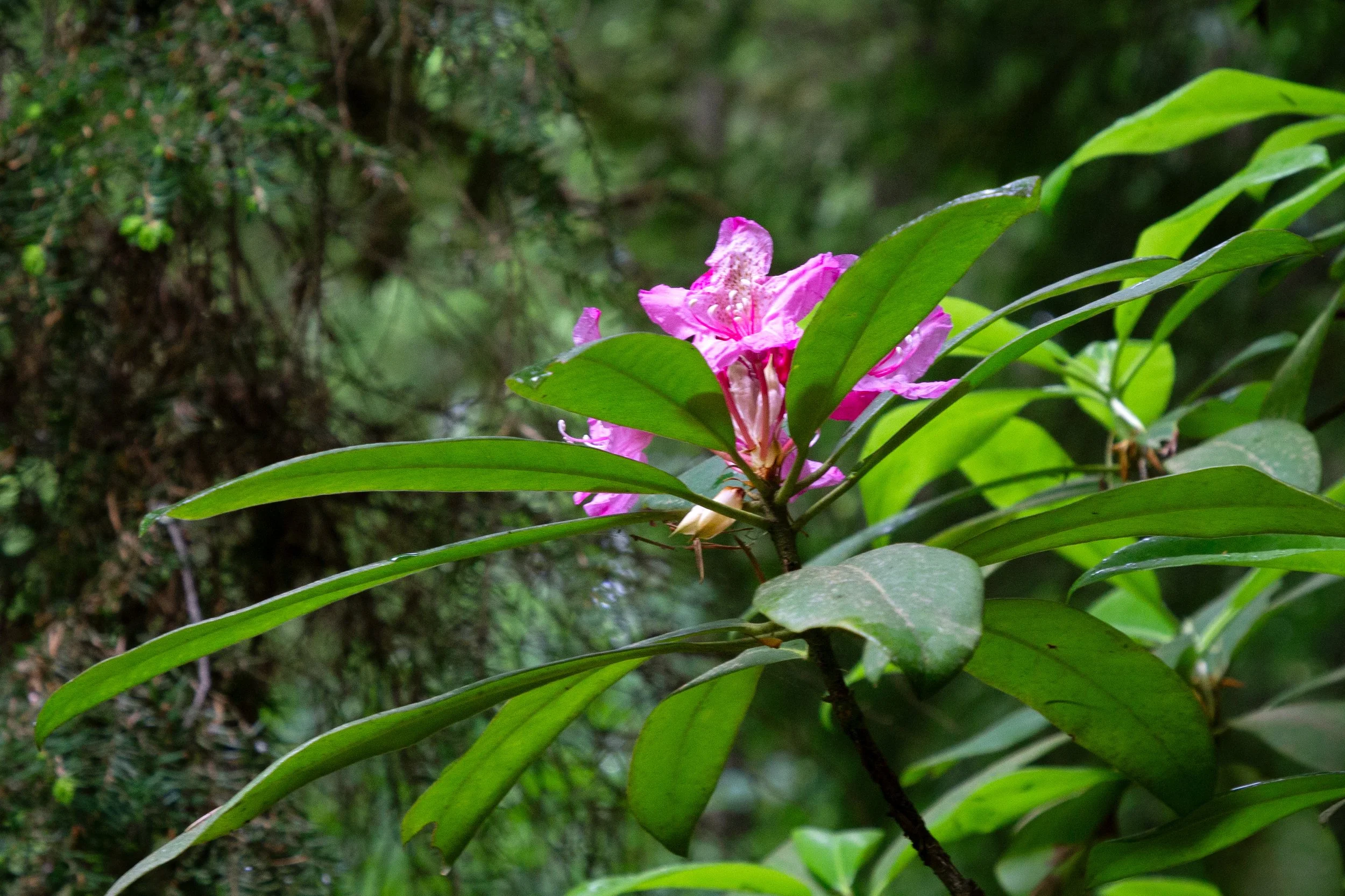 Pink flowers on wild rhododendron