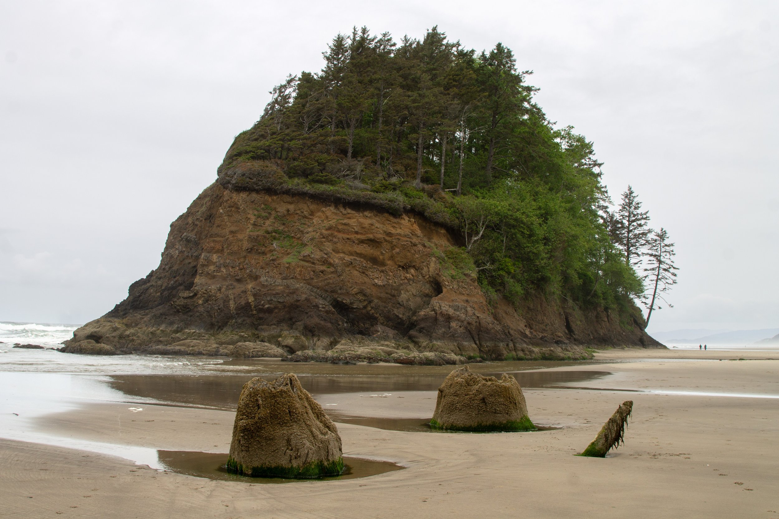 Petrified stumps in front of Proposal Rock