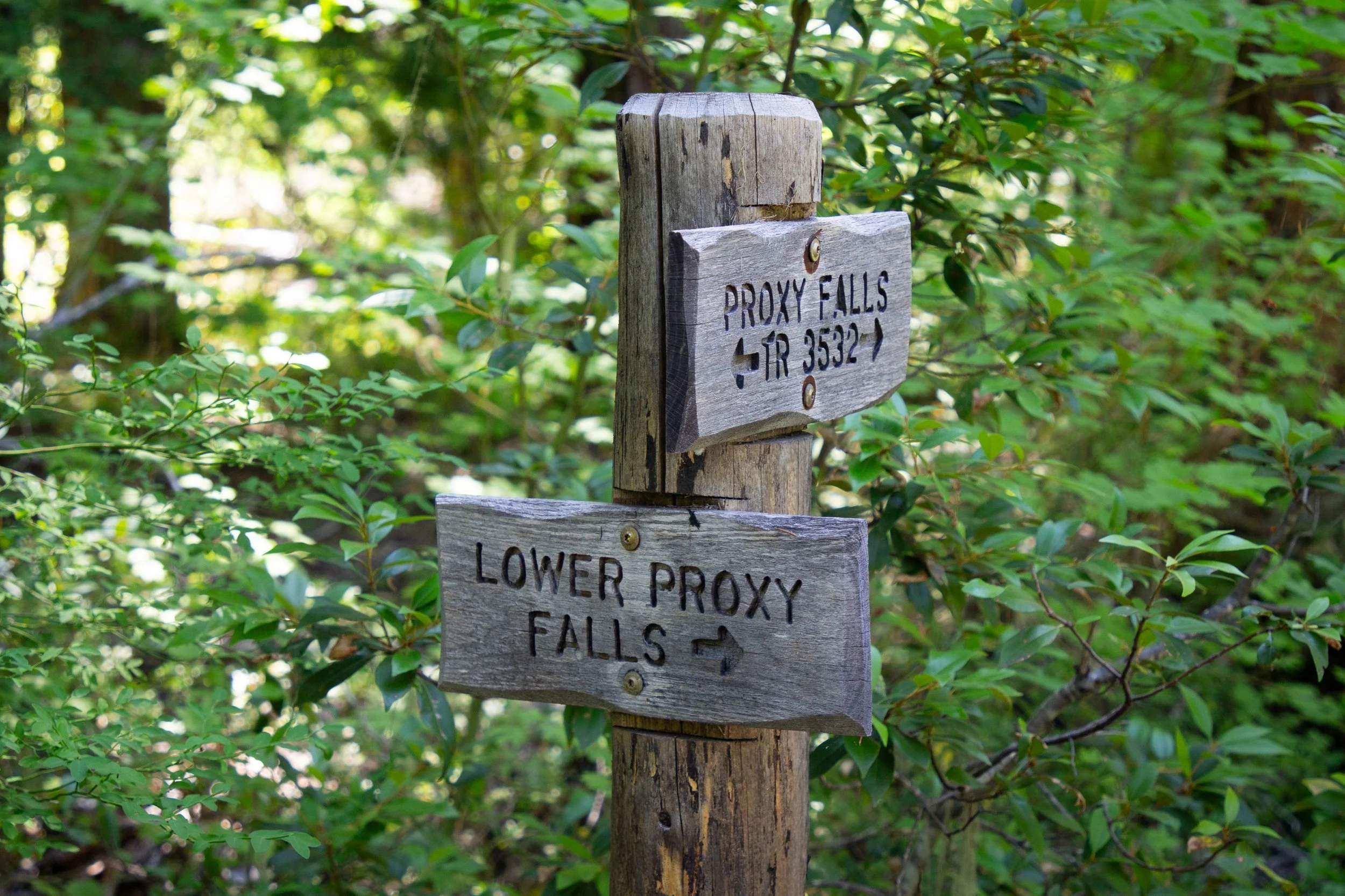 Sign at junction on Proxy Falls Trail
