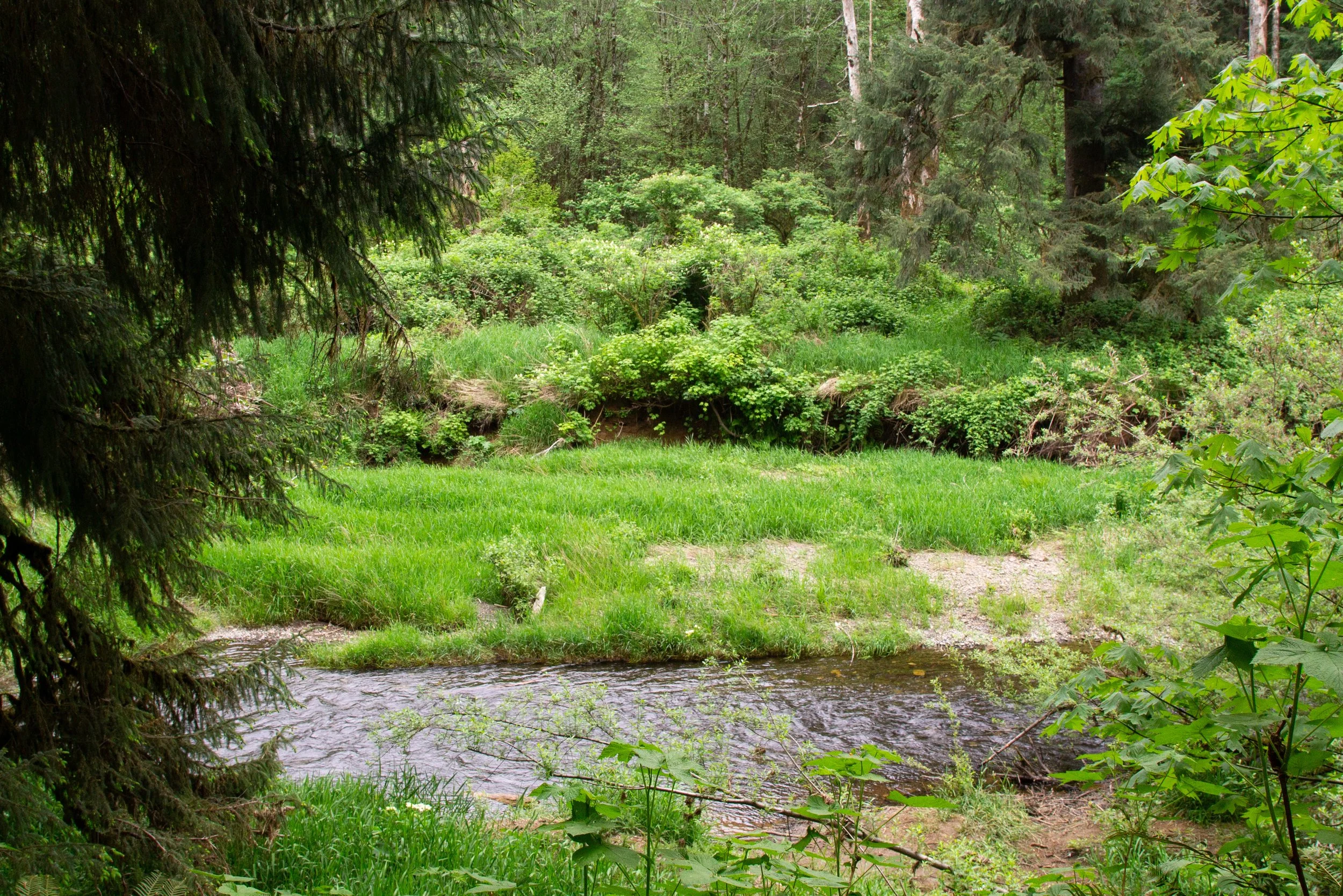 View of Youngs River through the trees