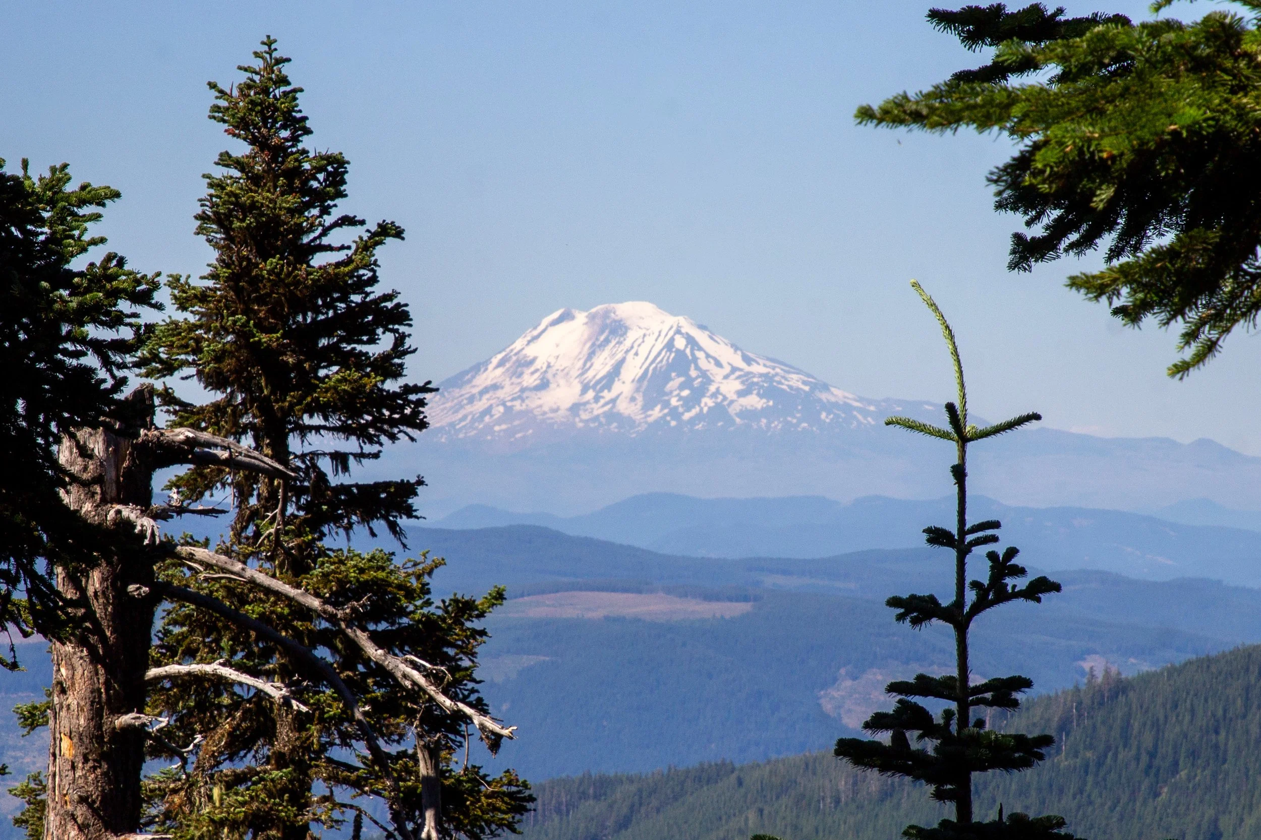 Mount Adams behind conifers