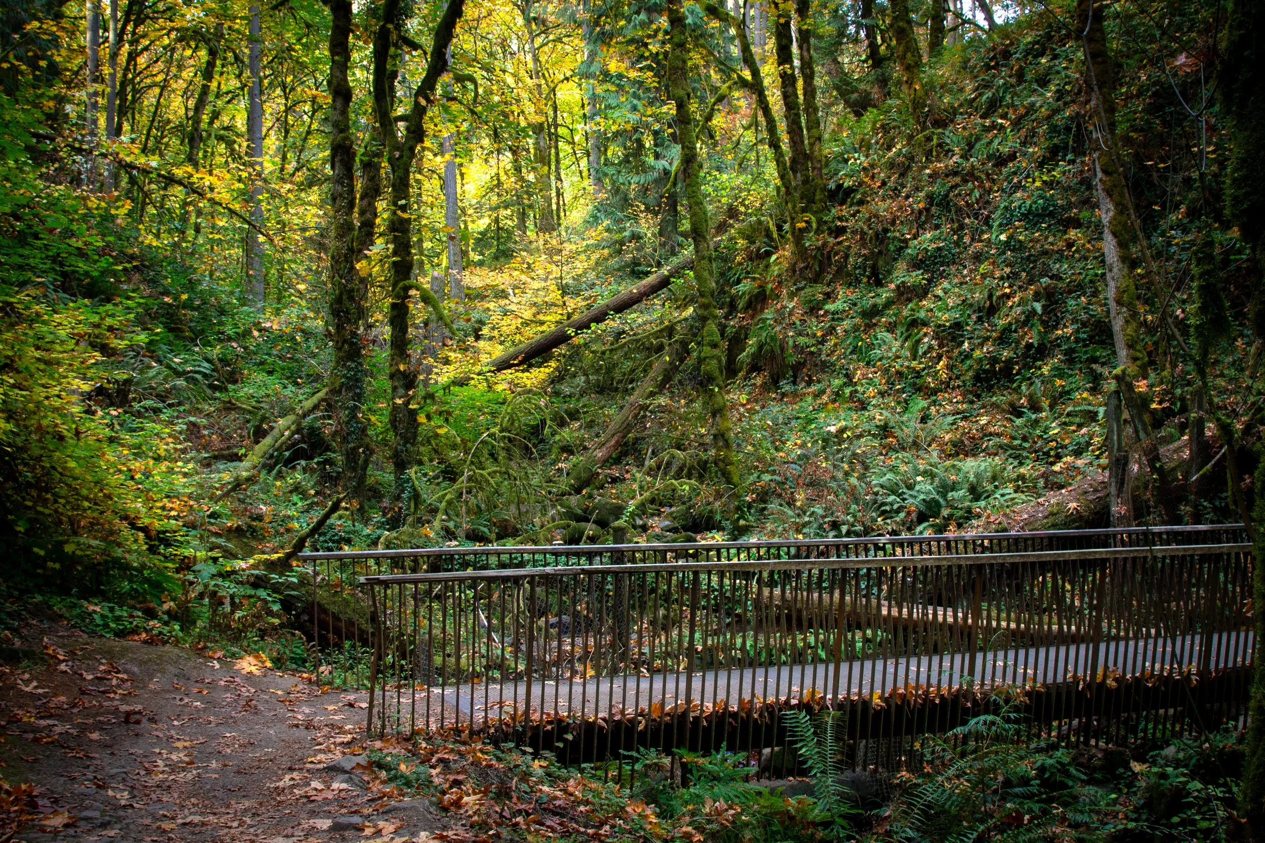 Footbridge in Forest Park with fall color
