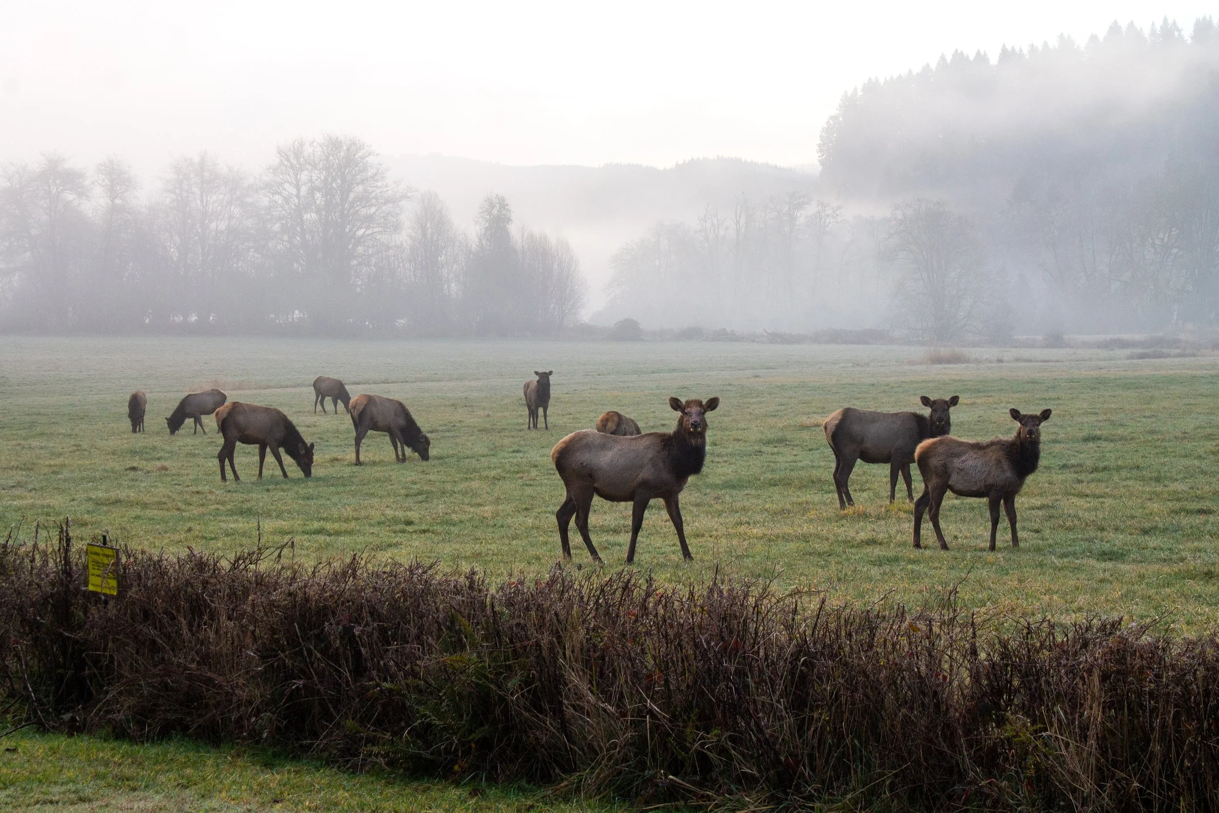 Elk in field on foggy morning