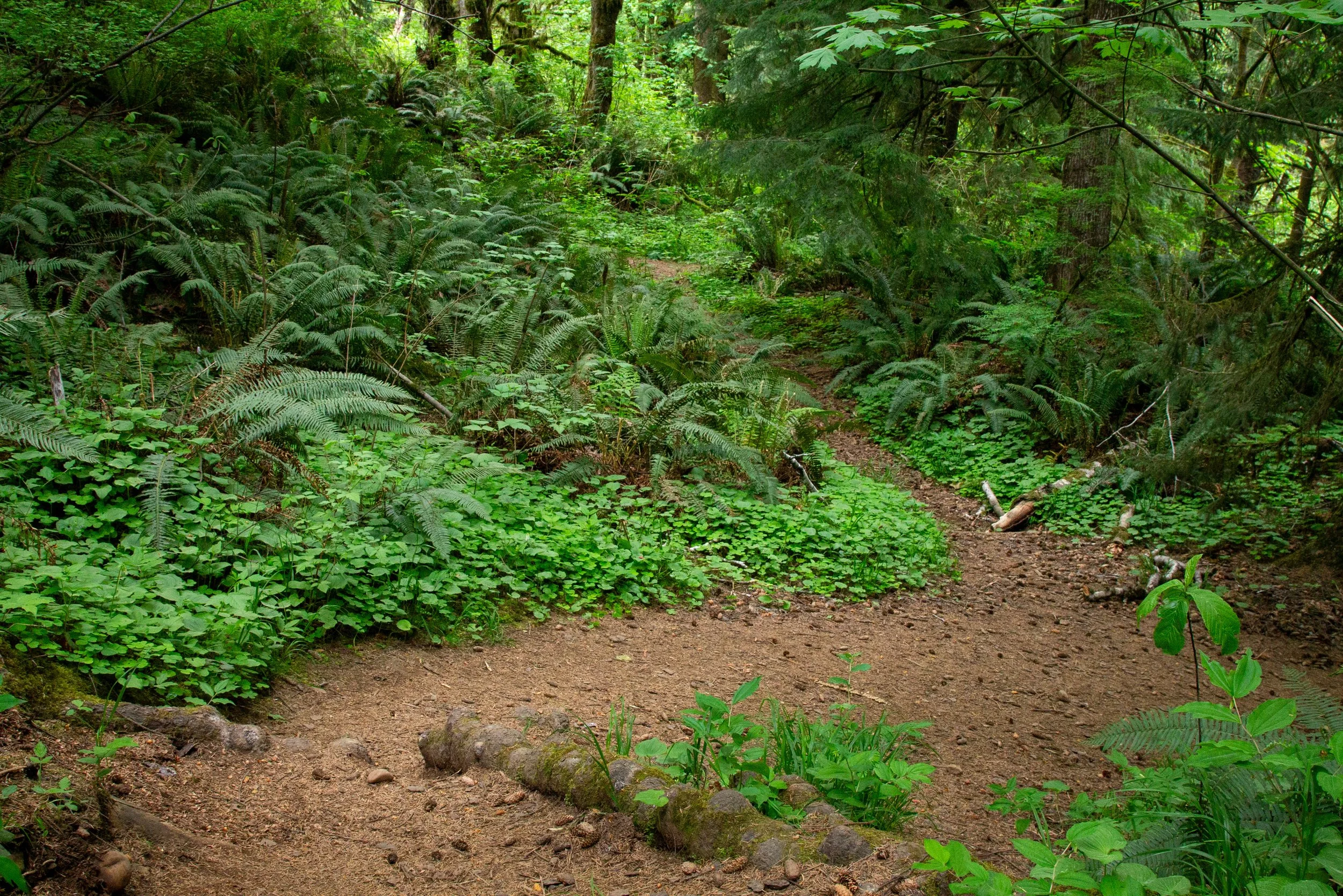 Ferns and wood sorrel along hiking trail