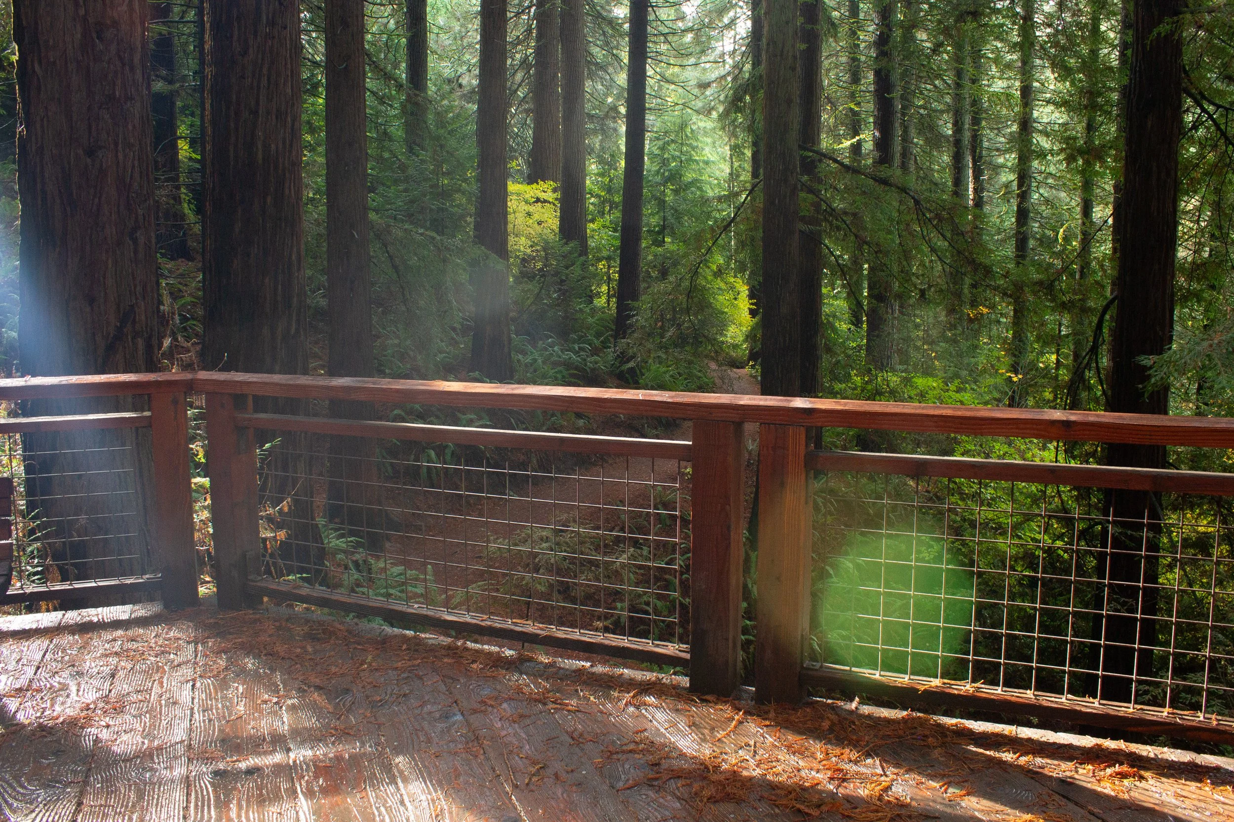 Fenced viewing platform in redwood grove