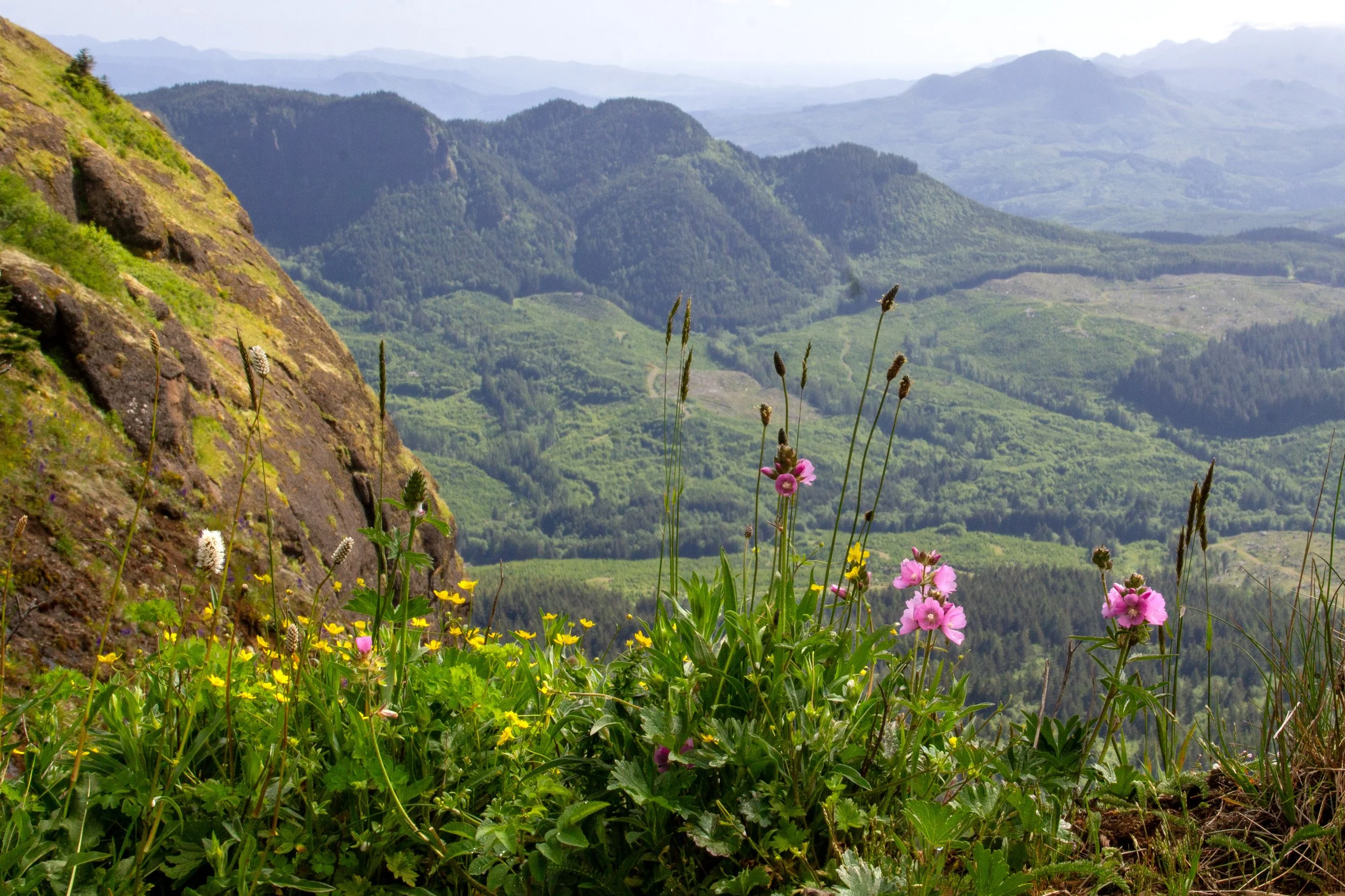 Wildflowers bloom in front of mountain views