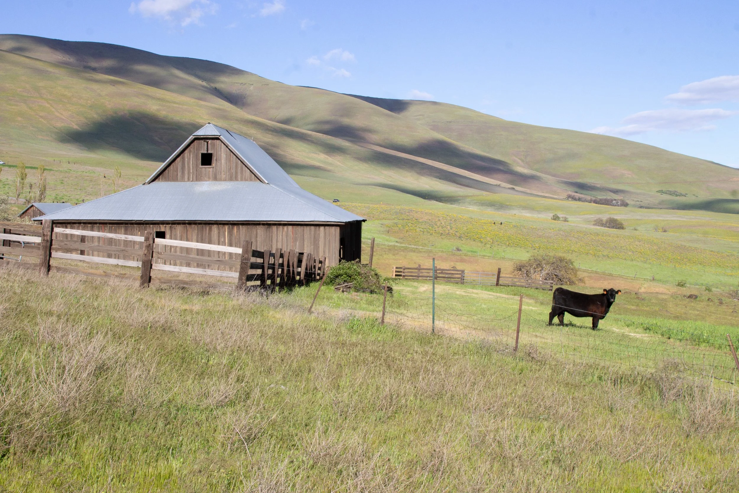 Cow near barn at Dalles Mountain Ranch