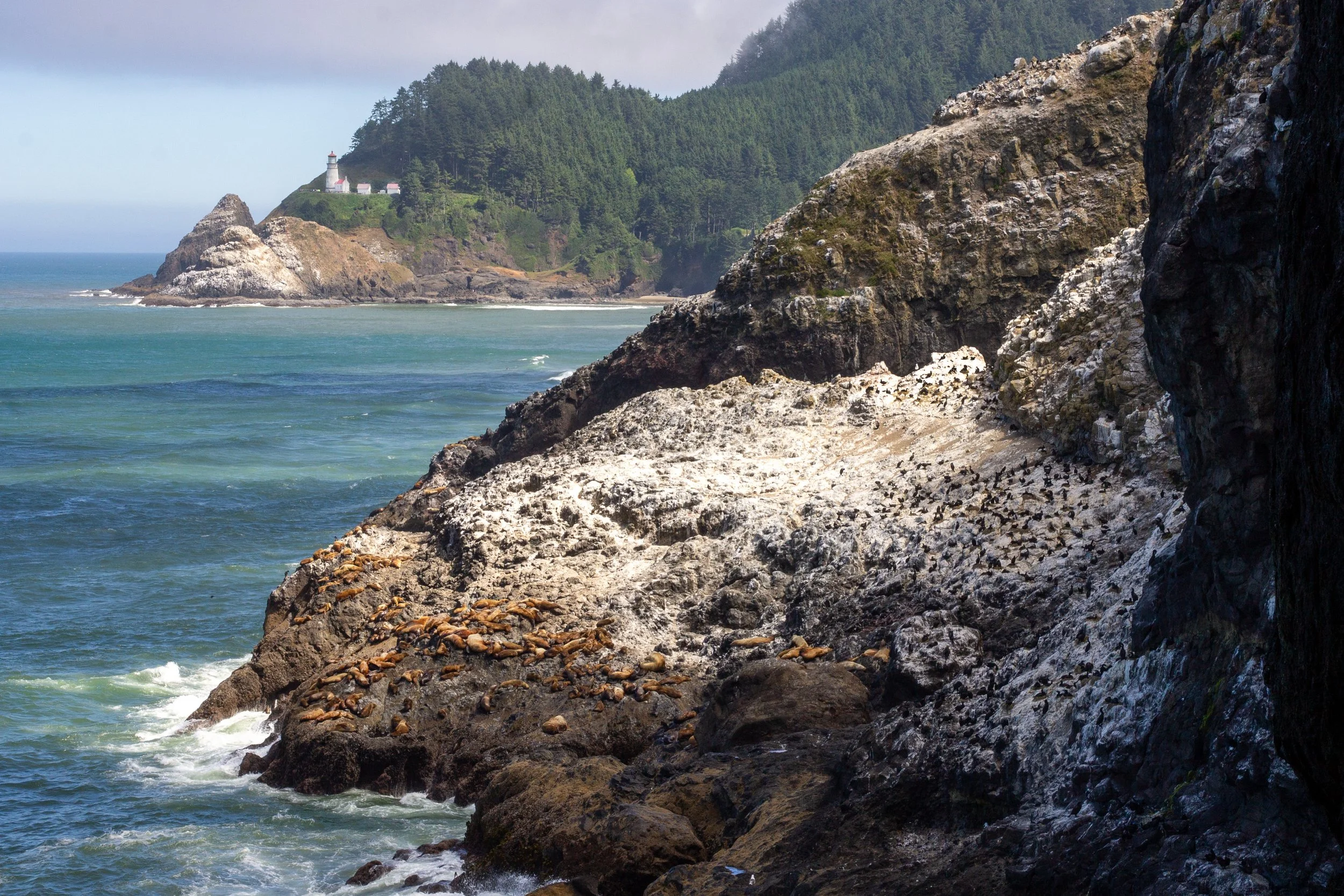 Cliffs with sea lions and birds in front of Heceta Head Lighthouse