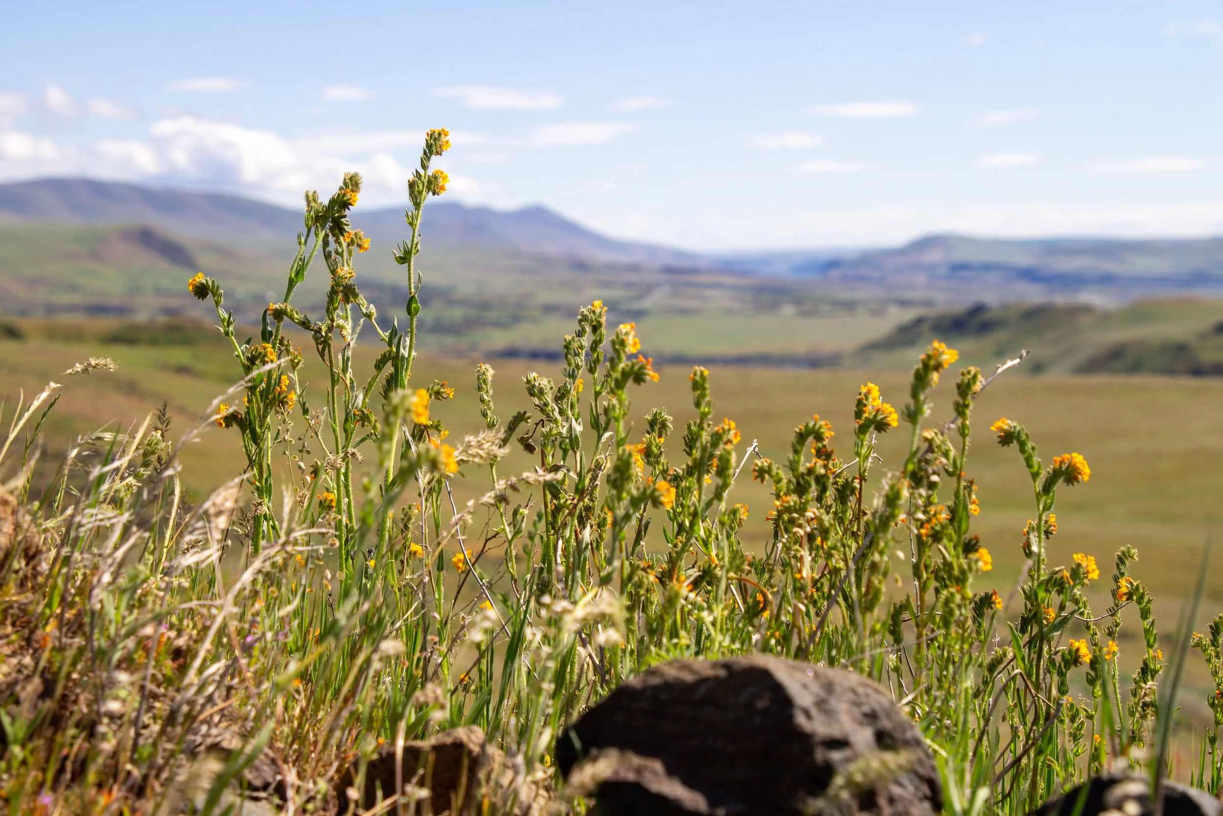Fiddleneck blooming