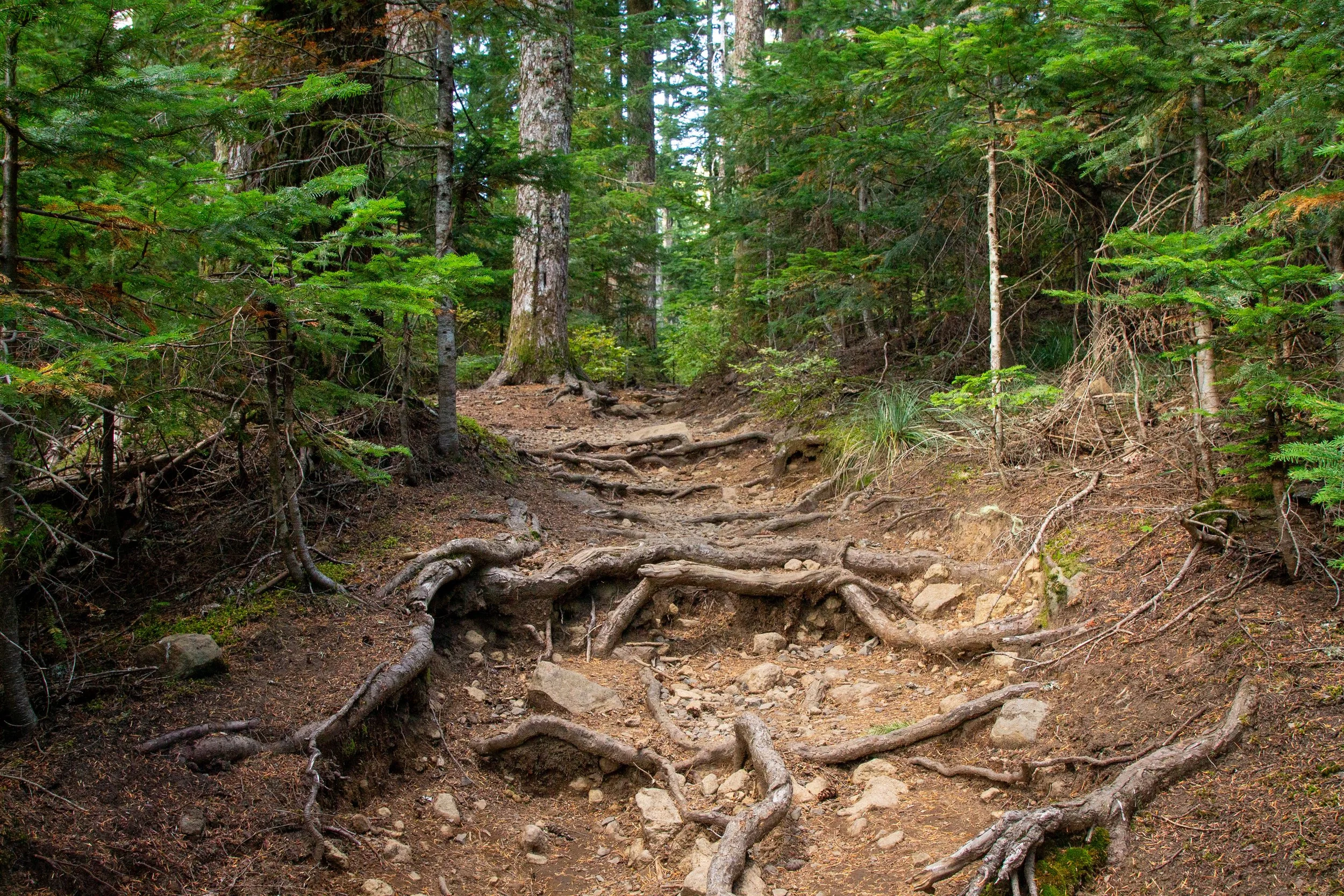 Exposed roots on rugged hiking trail
