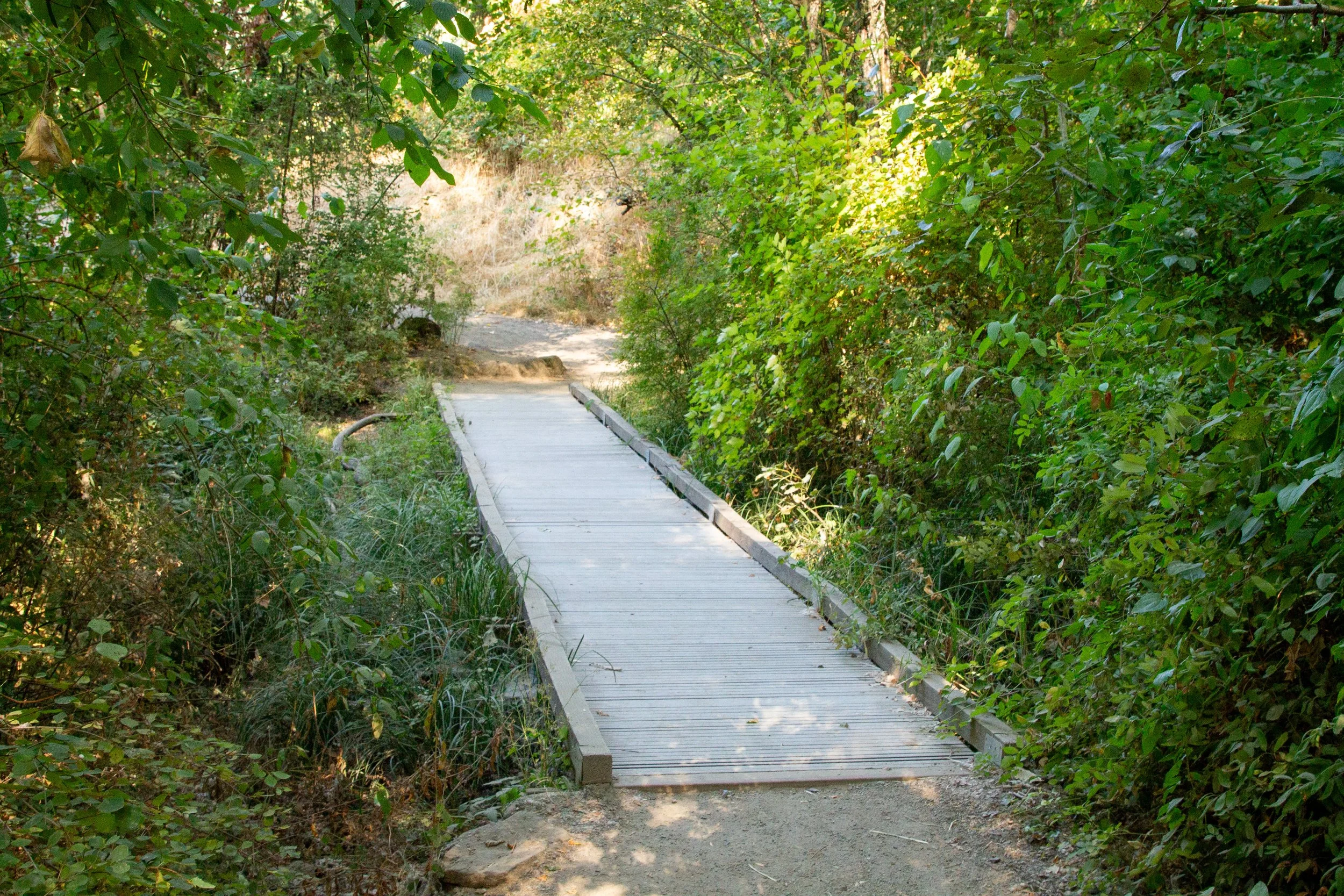 Boardwalk on hiking trail