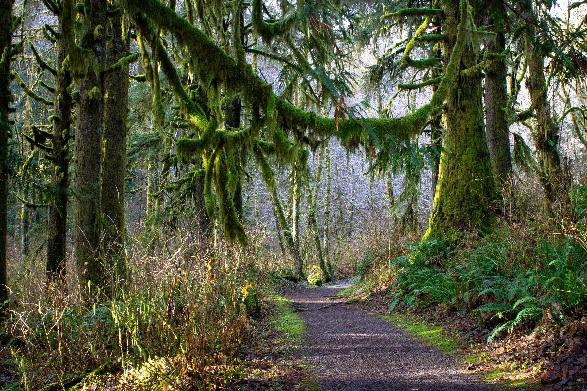 Mossy tree branches hang over hiking trail
