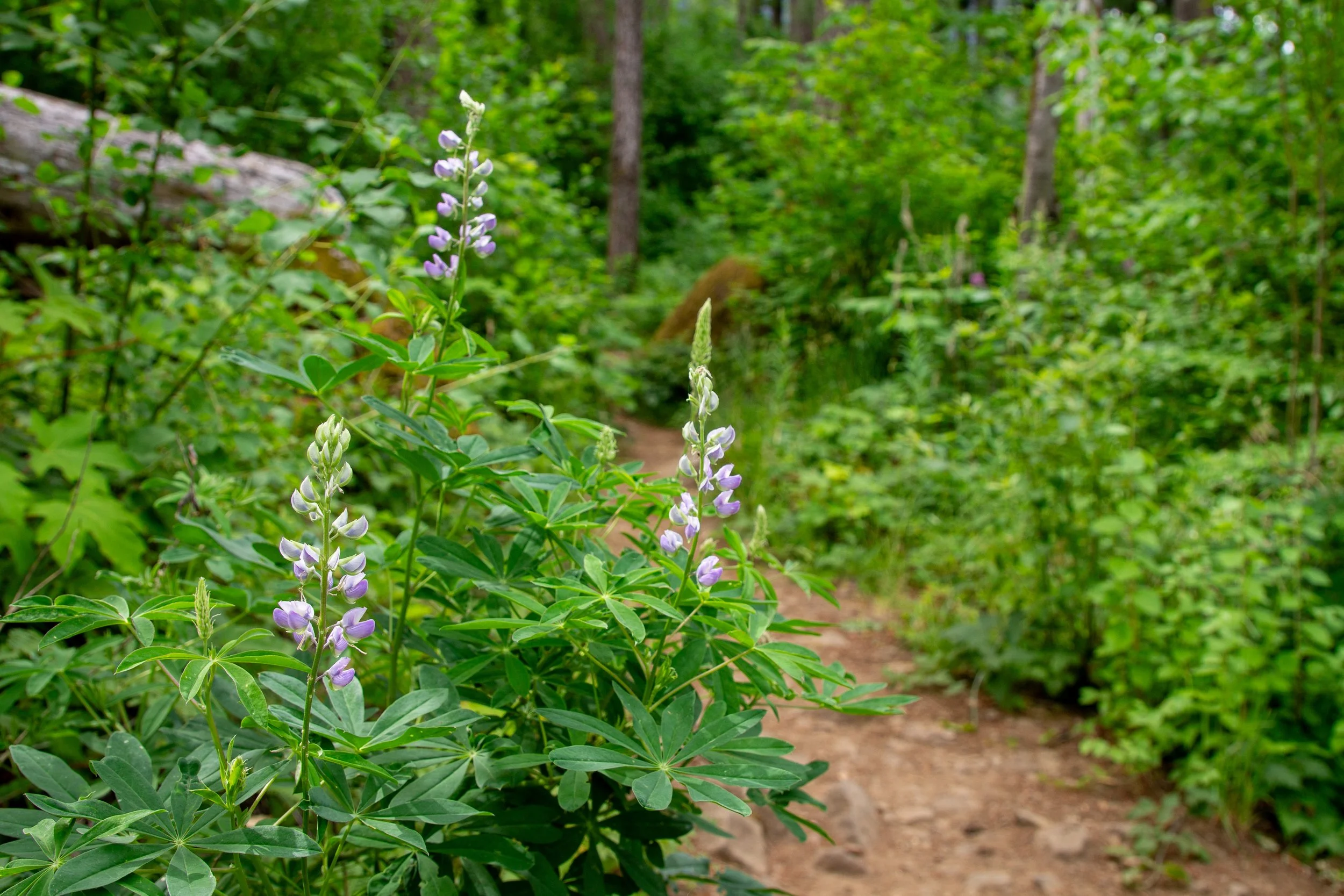 Lupines bloom in undergrowth on hiking trail