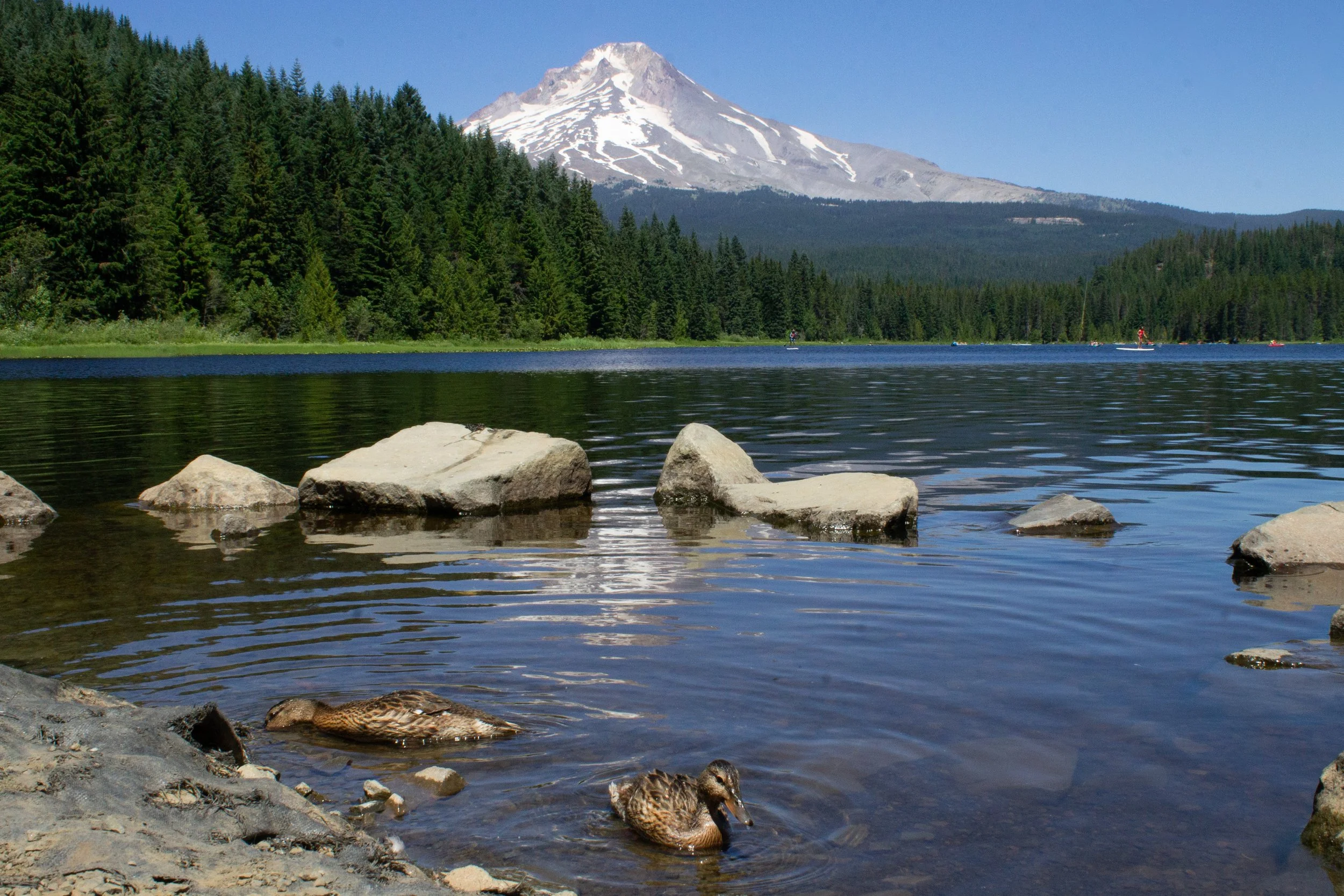 Ducks swim on Trillium Lake