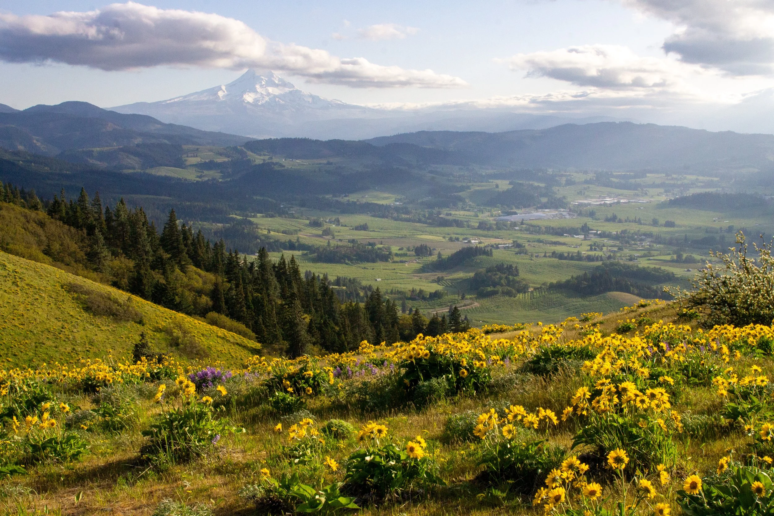 Mount Hood behind hills with wildflowers