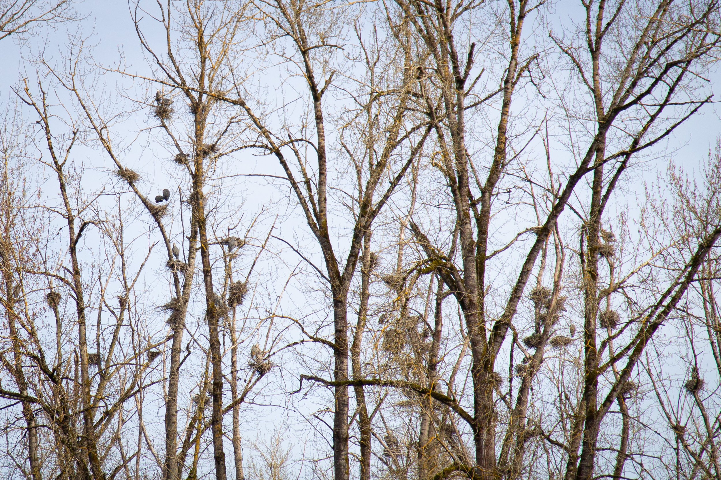 Many heron nests in trees