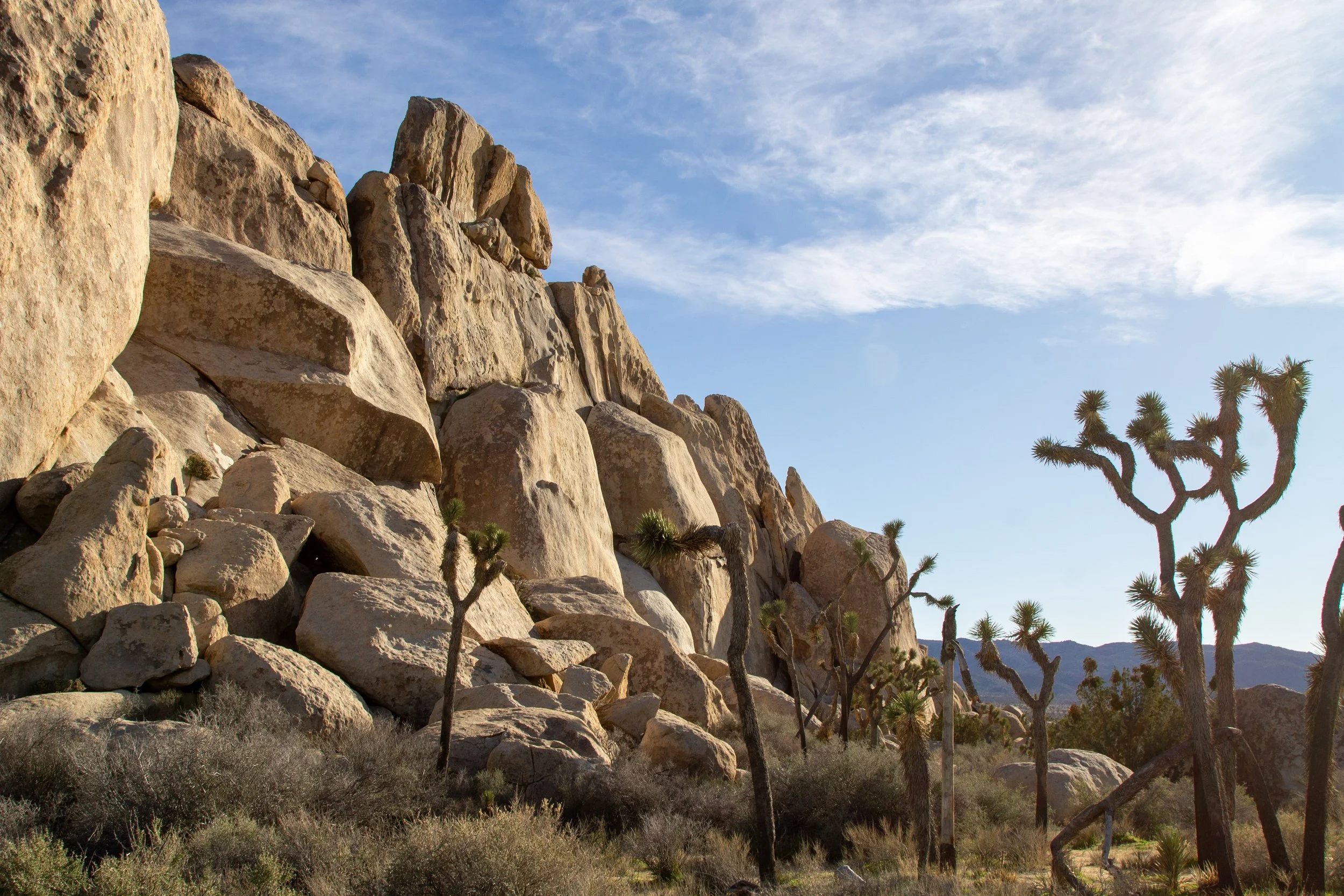 Joshua trees by rock face at Hall of Horrors