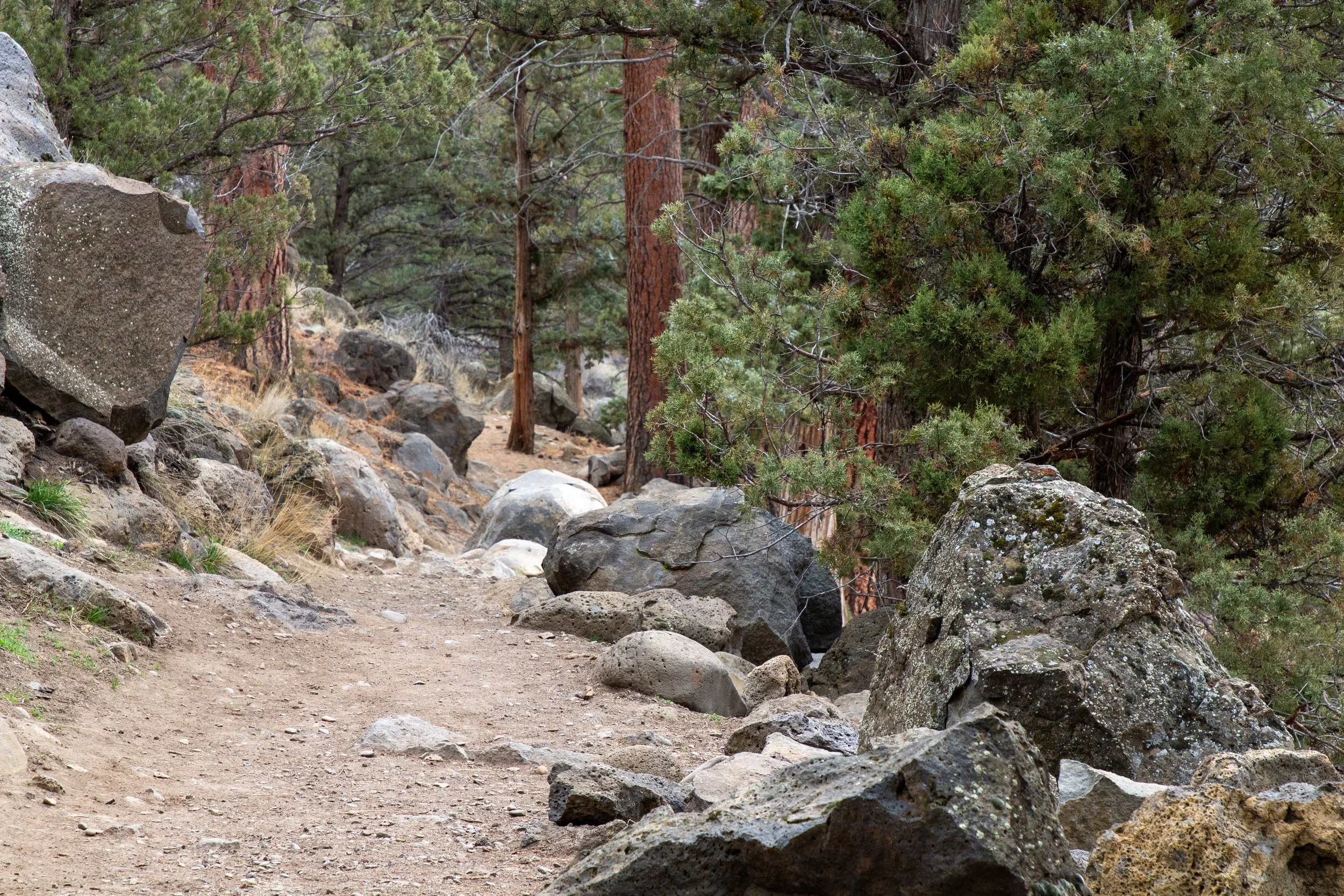 Hiking trail through high desert forest