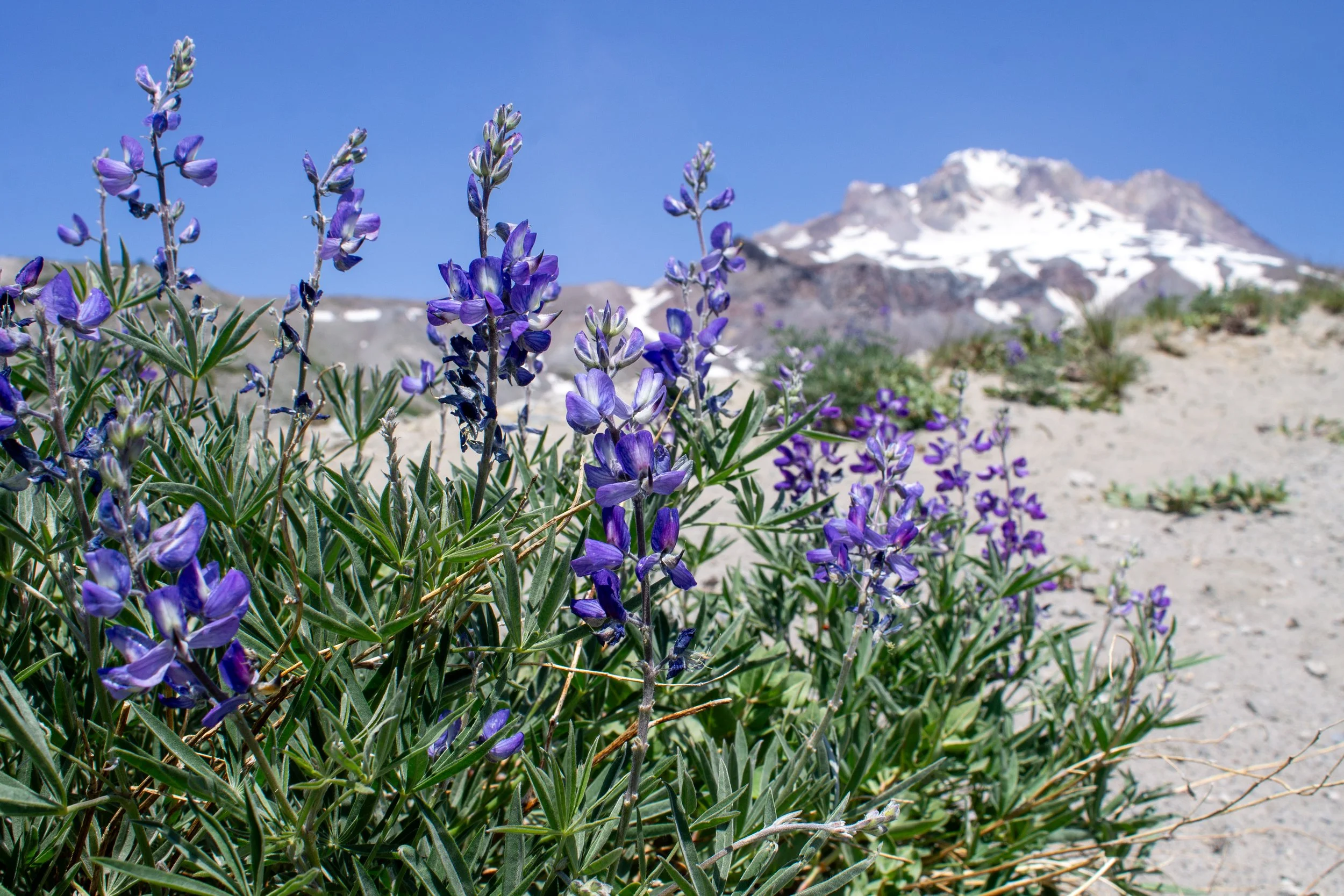 Lupines at Zigzag Canyon