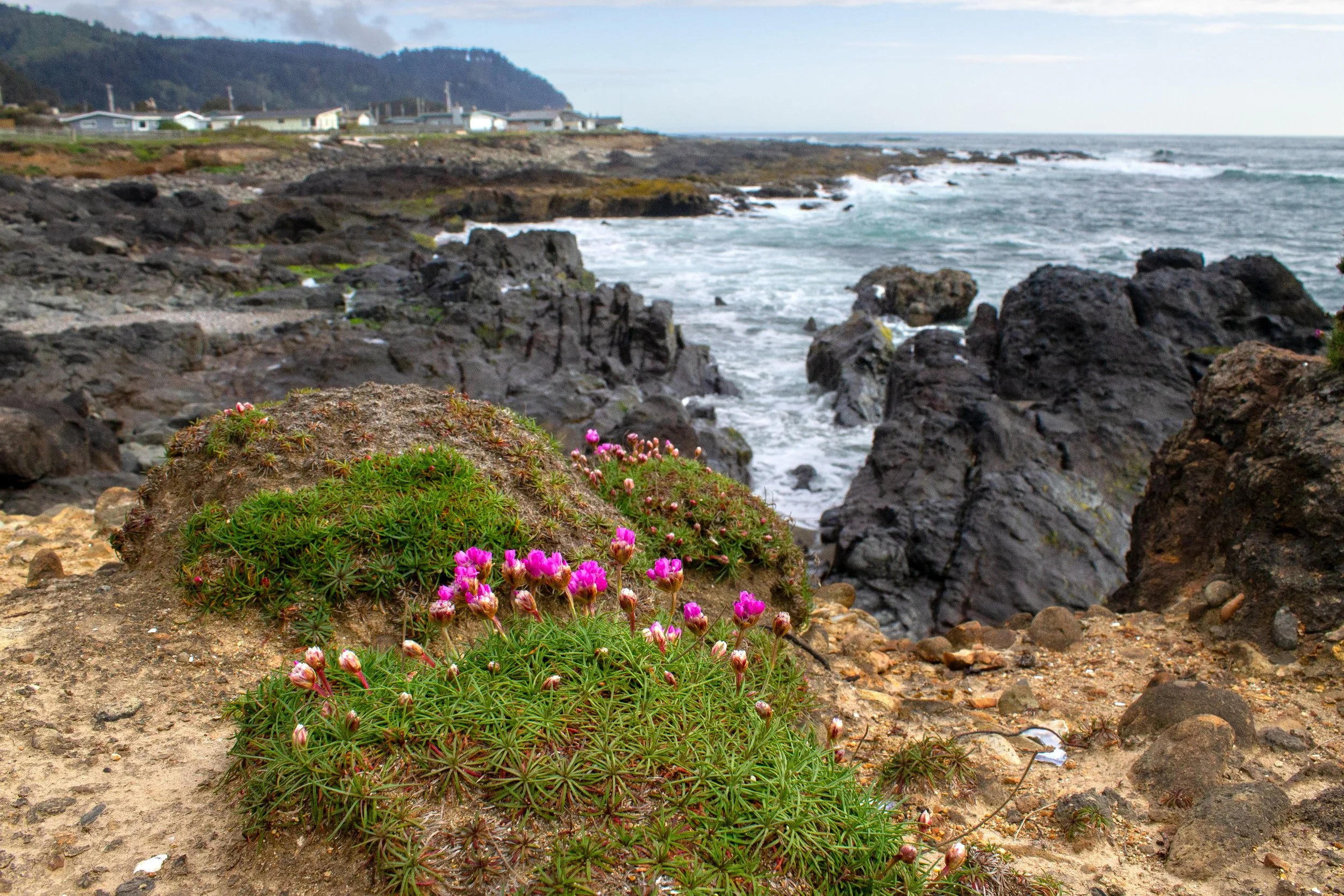 Sea thrift blooms on rocky coastline in Yachats