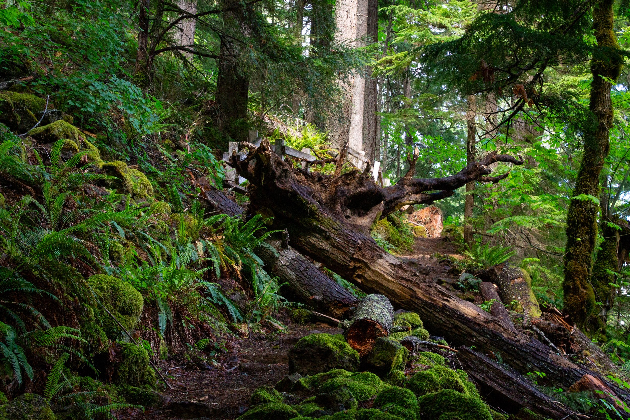 Fallen tree on hiking trail