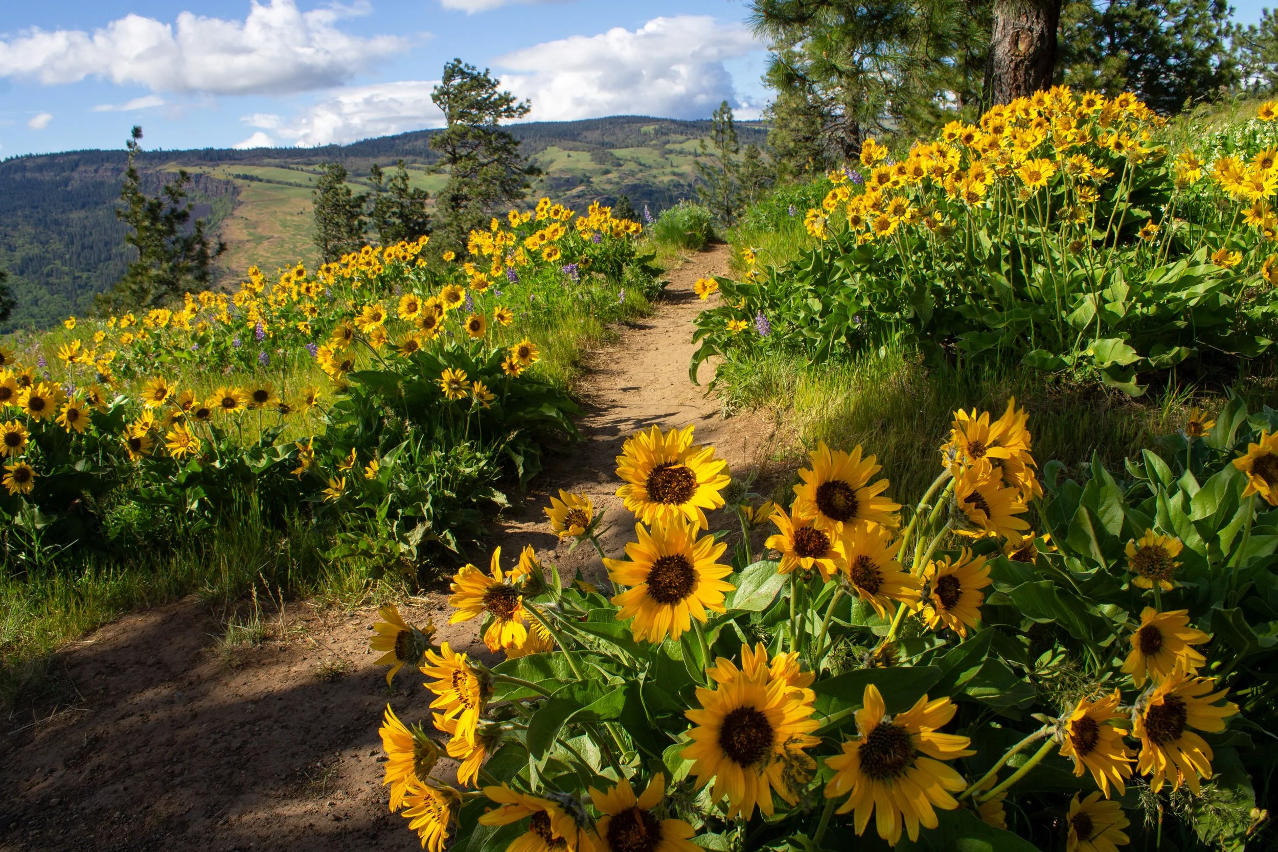Balsamroot along hiking trail