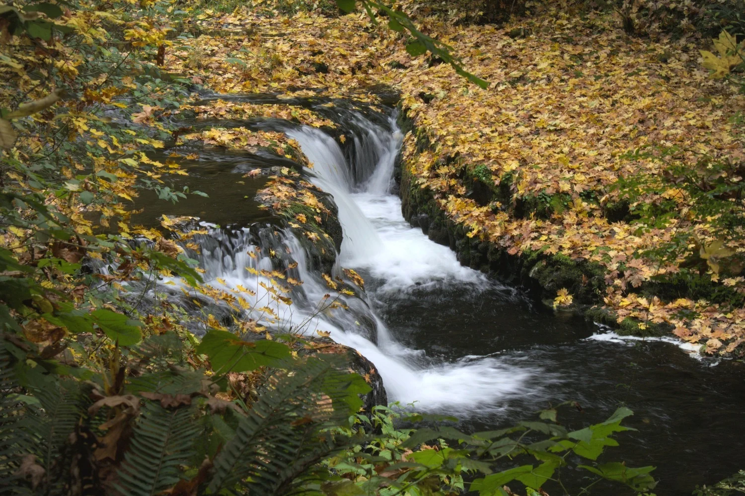 Hike the New North Rim Trail at Silver Falls State Park — Pines and Vines
