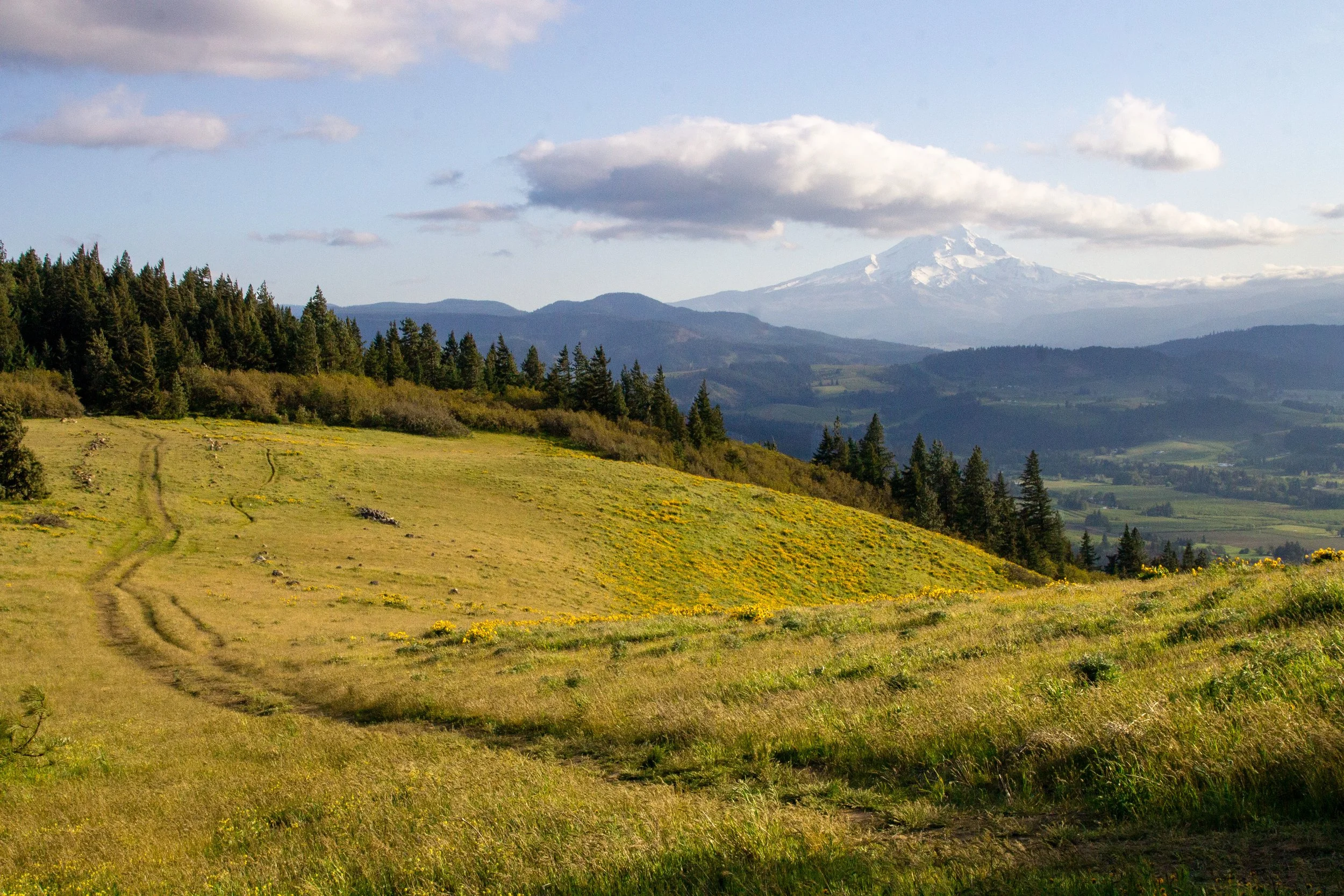 Trail through field with Mount Hood view