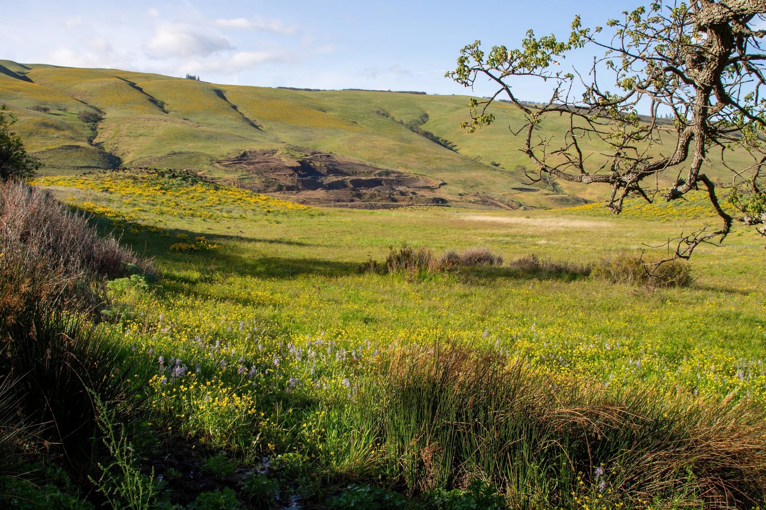Oak branch hangs over field with wildflowers