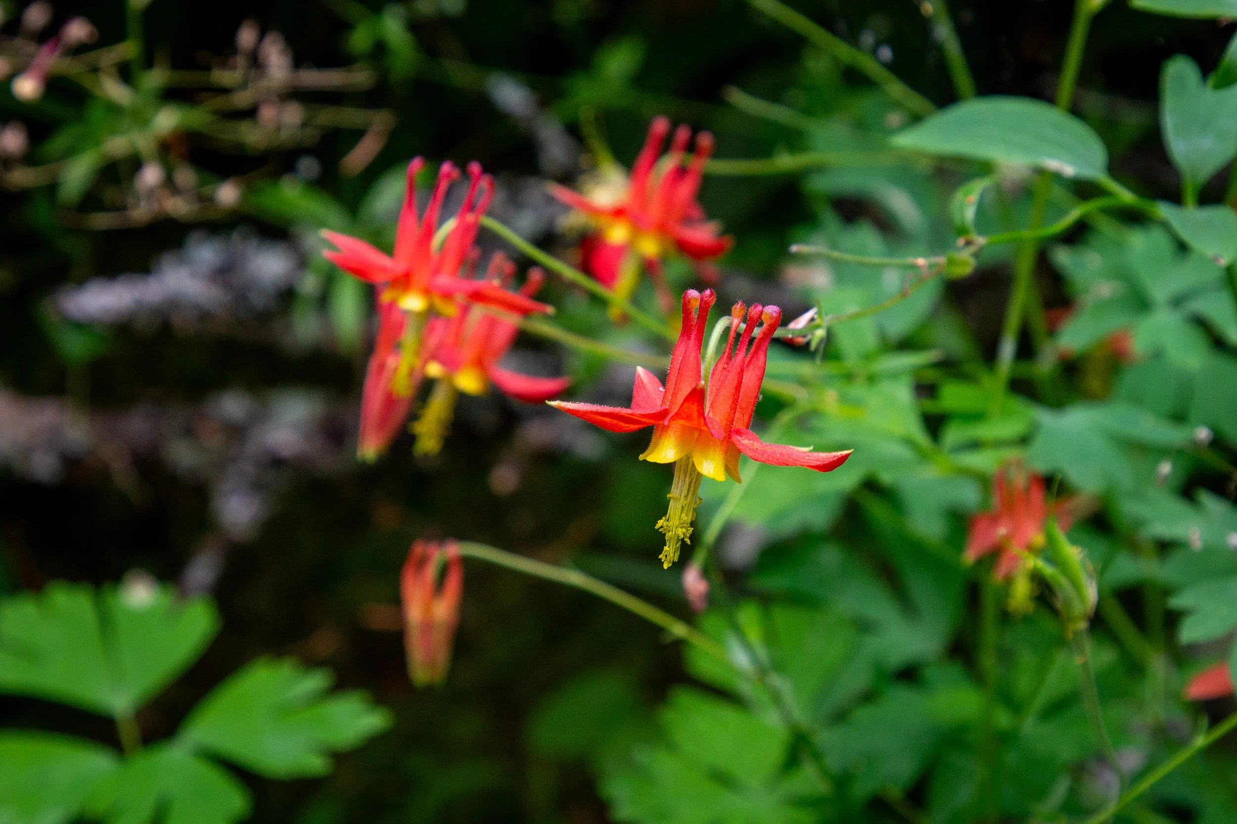Columbine flowers