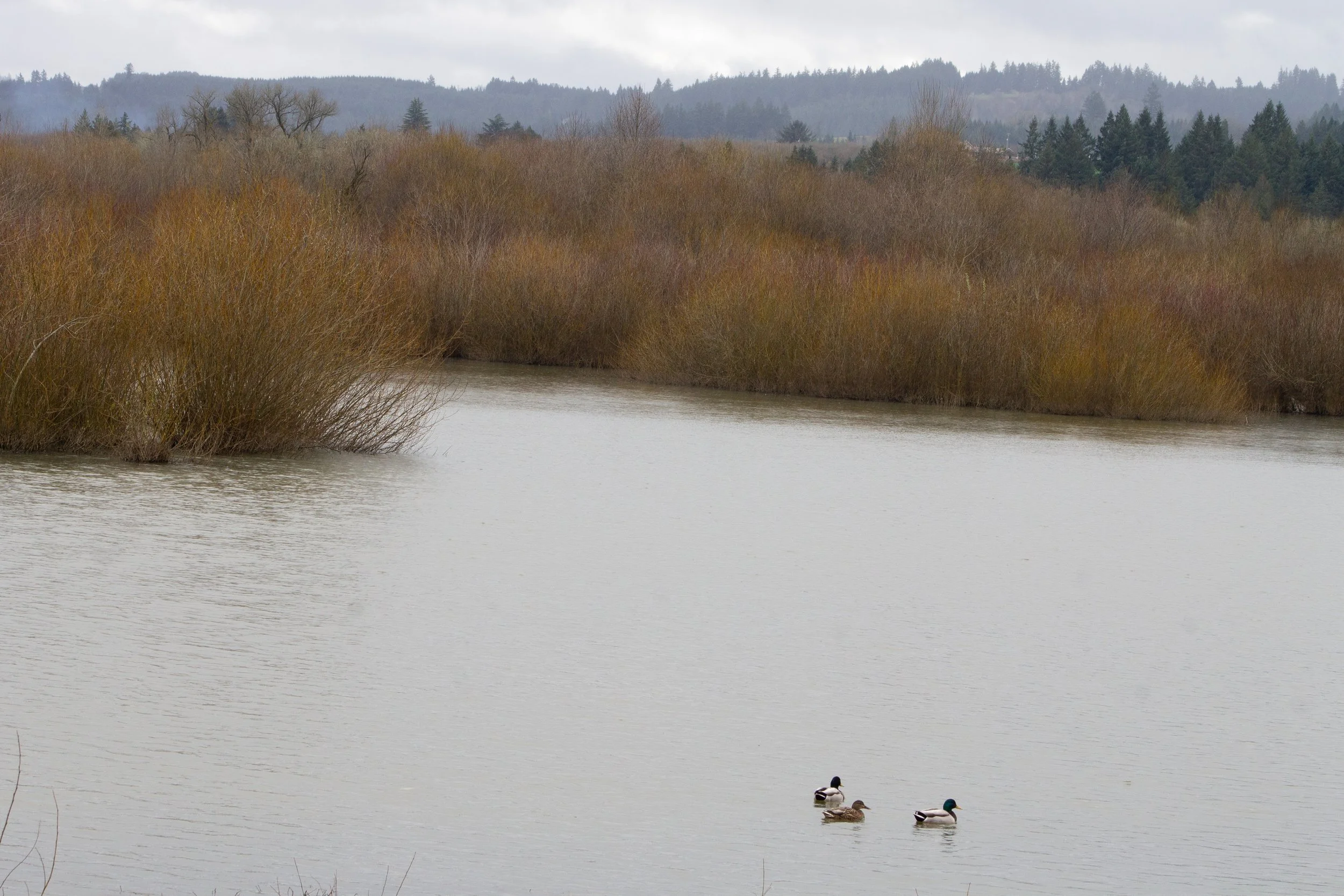 Three ducks swim in wetland area