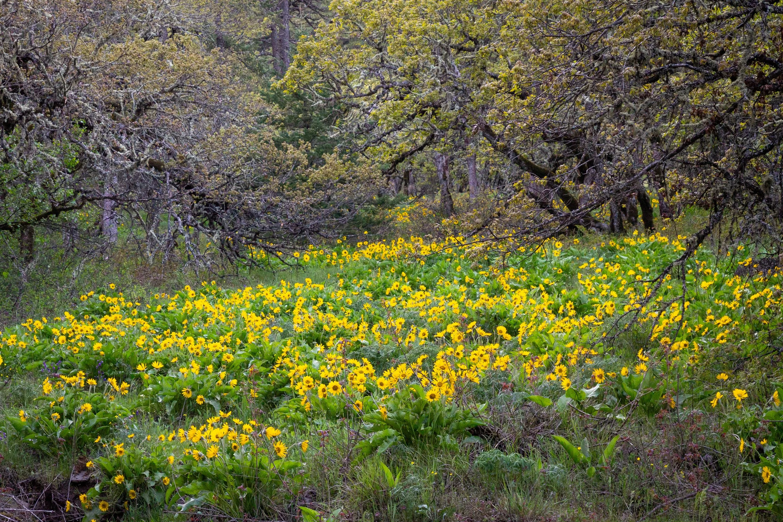 Wildflowers and oaks