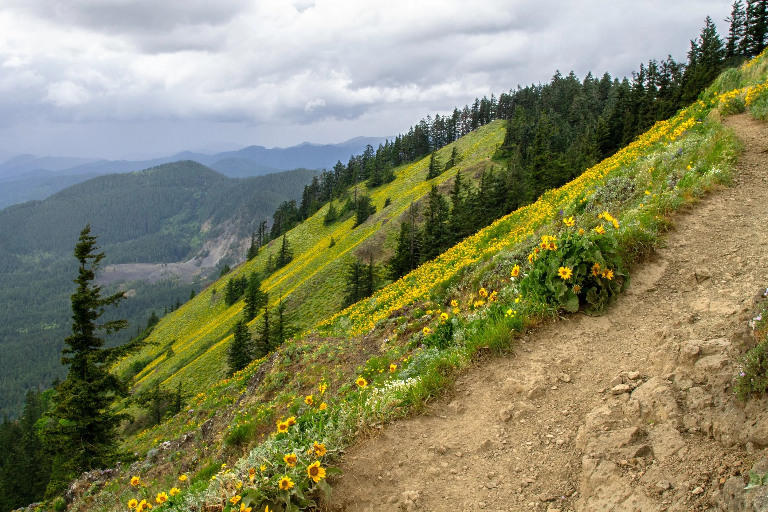 Dog Mountain Trail wildflowers