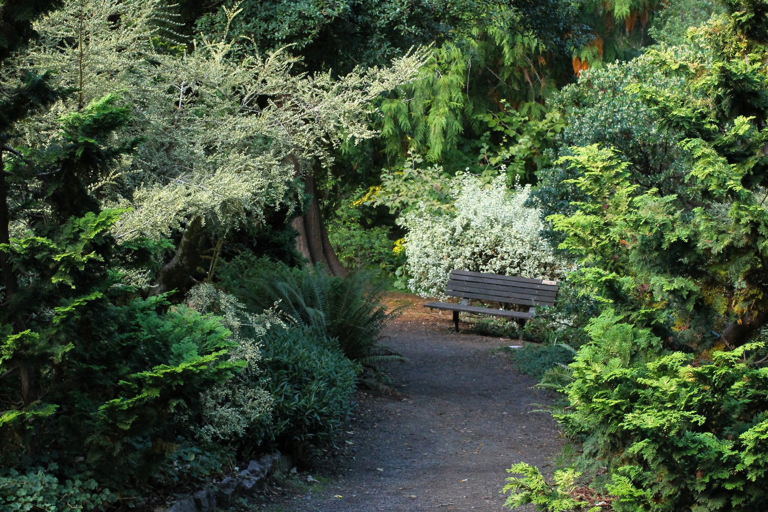 Bench next to trail through lush winter garden