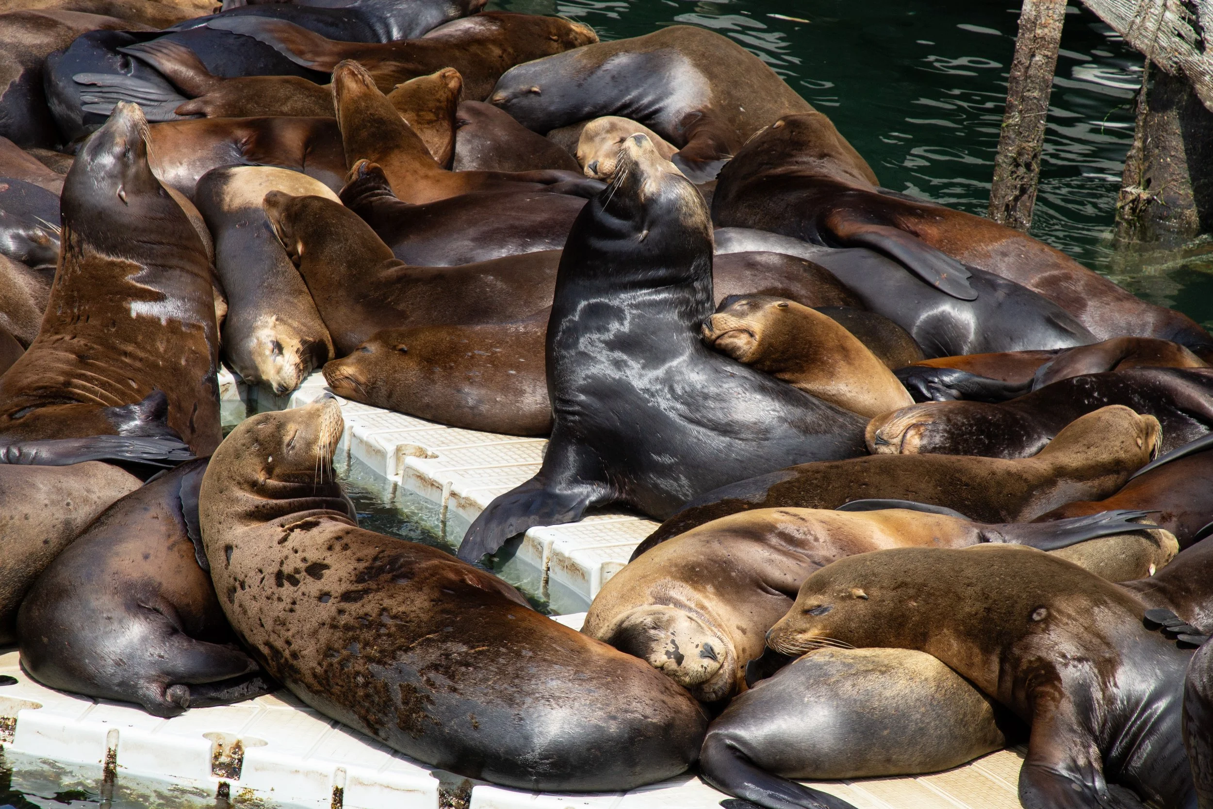 Many sea lions on dock