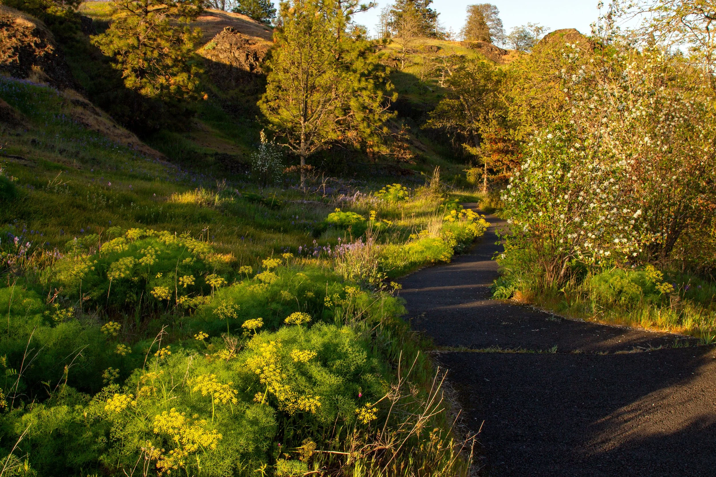 Wildflowers along hiking trail