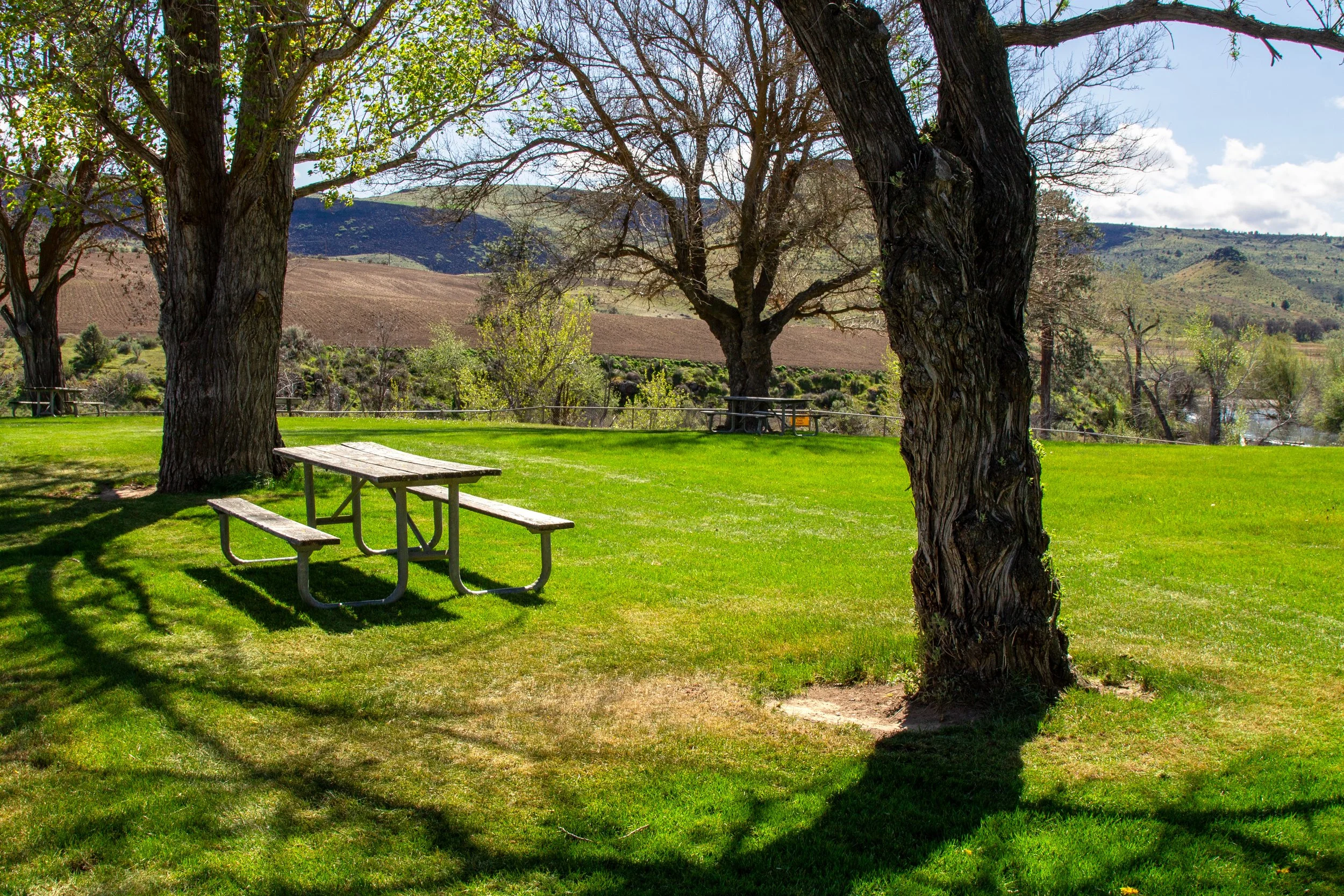 Picnic tables on green lawn