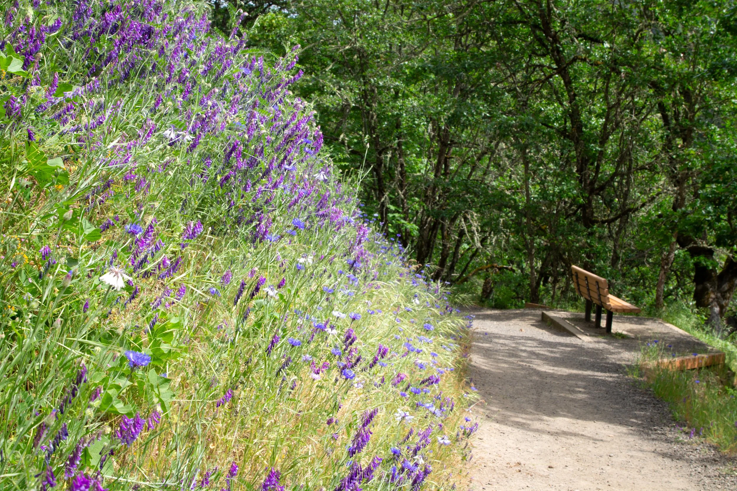 Wildflowers along trail with bench