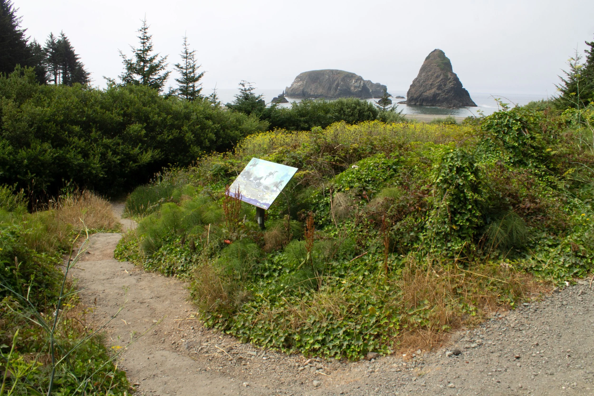 Dirt trail to beach with sea stacks