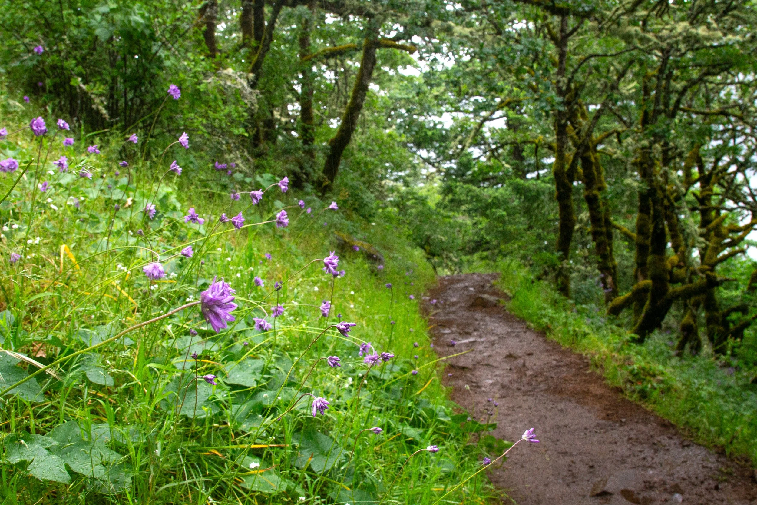 Ookow on Dog Mountain Trail